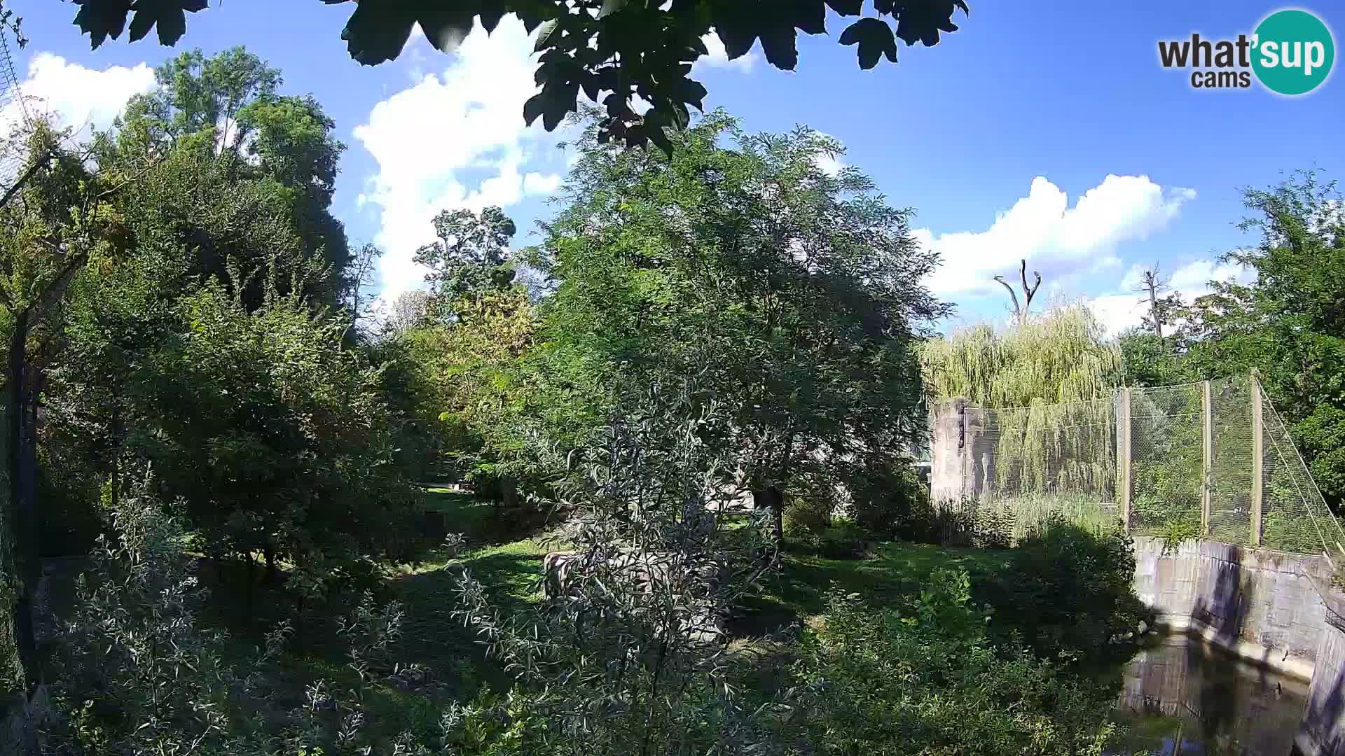 Zoo Zagreb – Leones