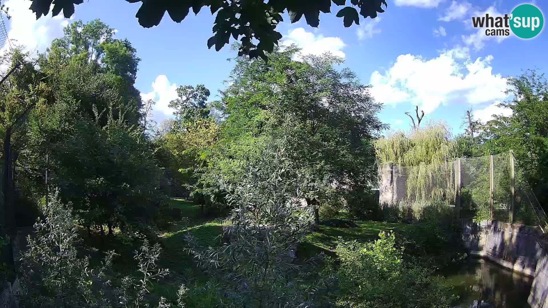 Spletna kamera Zoo Zagreb – Levi