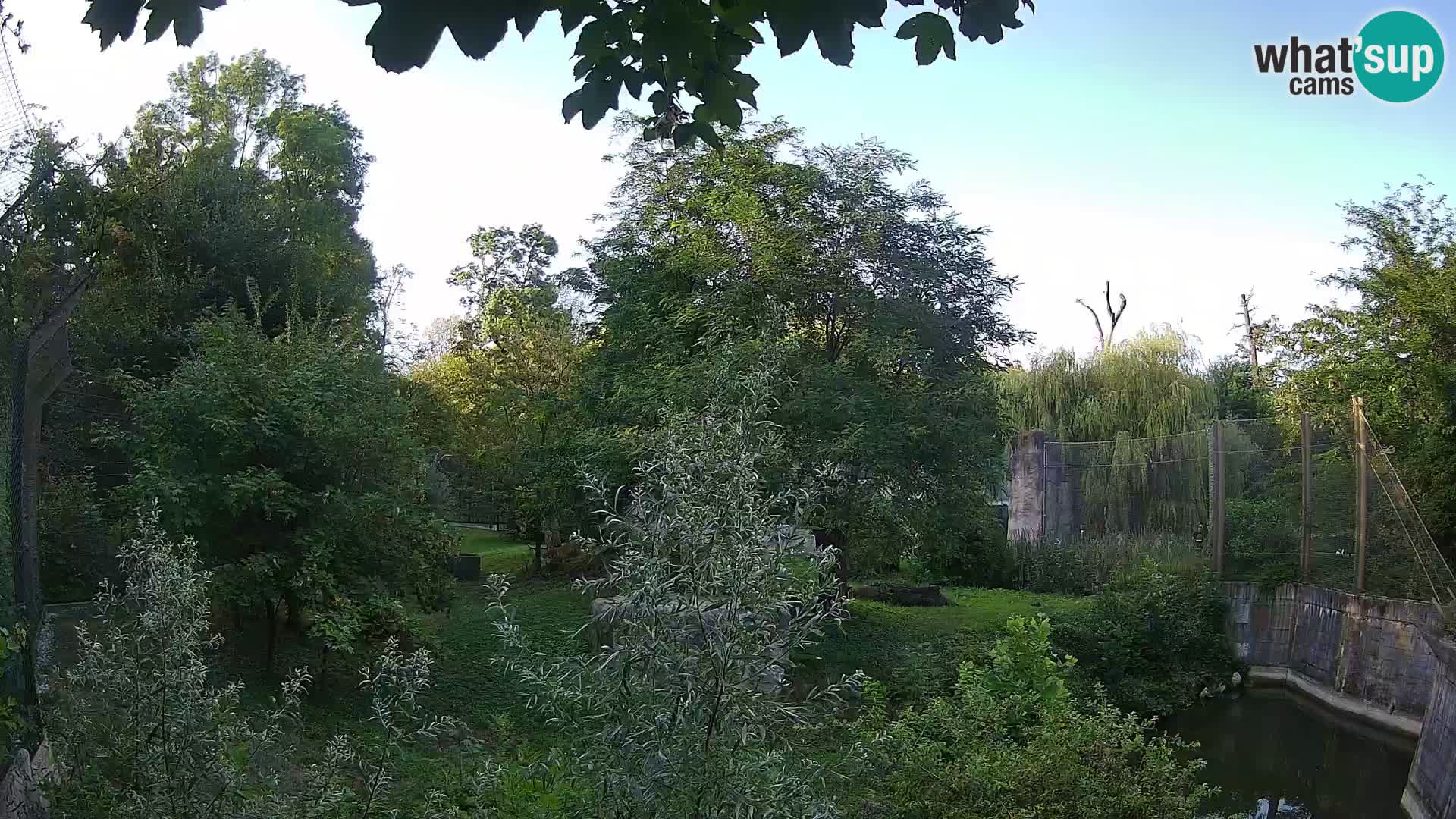 Zoo Zagreb – Lion
