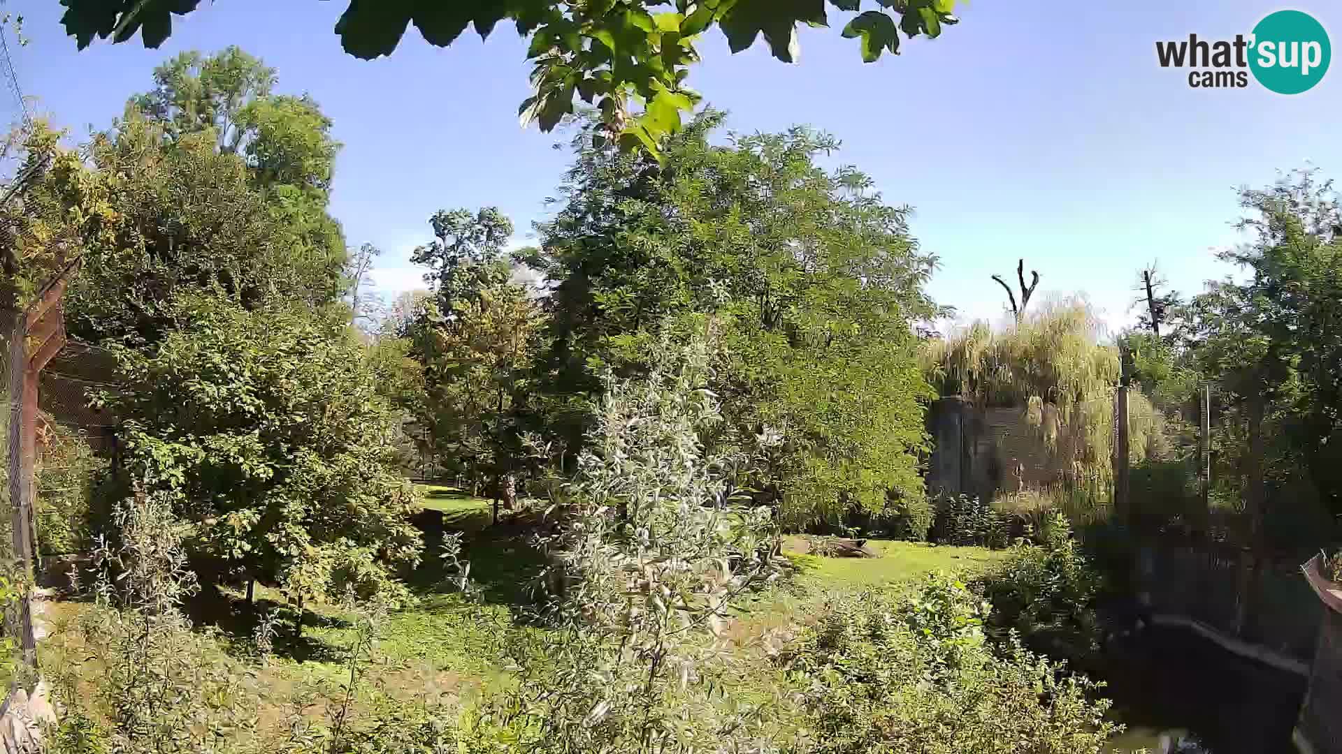 Zoo Zagreb – Leoni