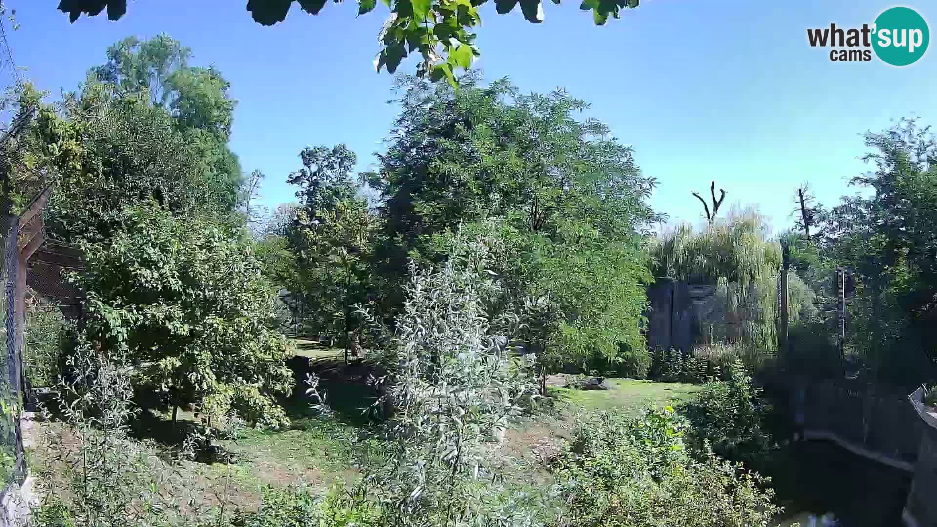 Zoo Zagreb – Lion