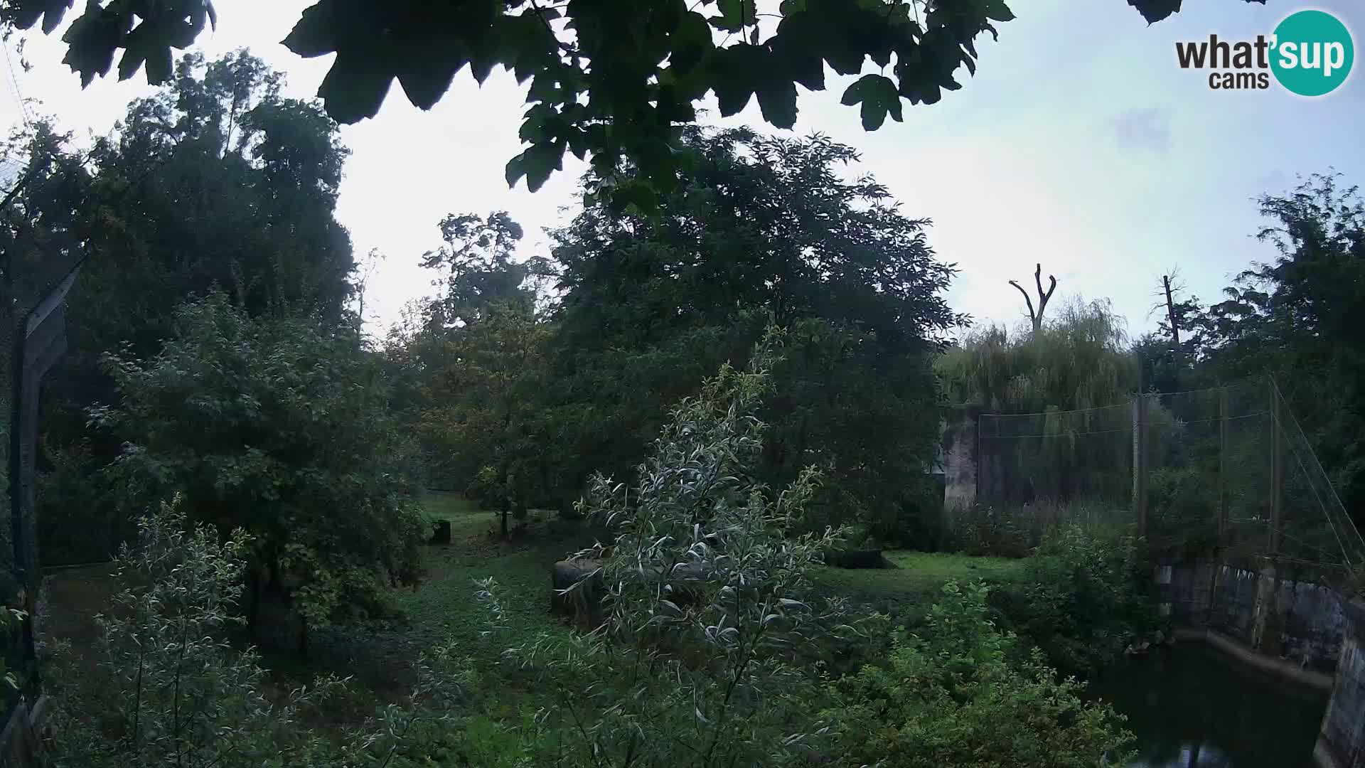 Spletna kamera Zoo Zagreb – Levi