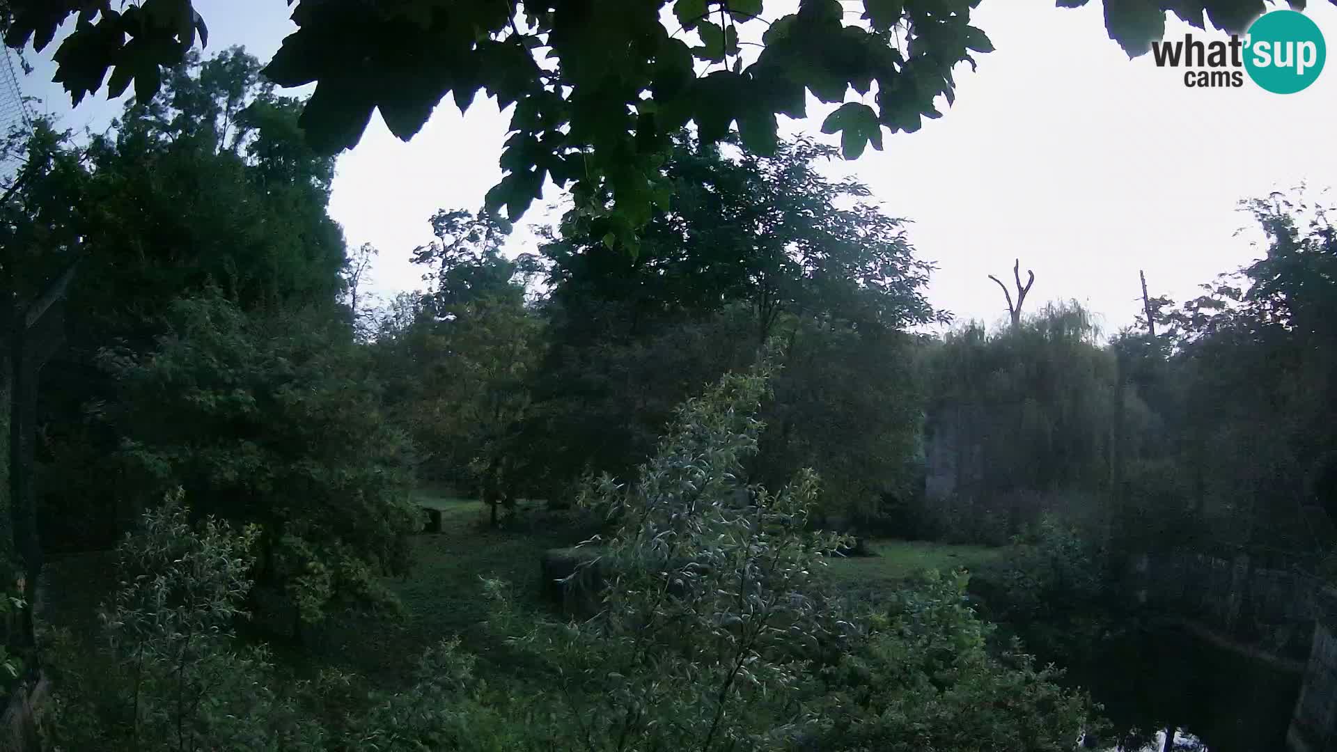 Zoo Zagreb – Lavovi