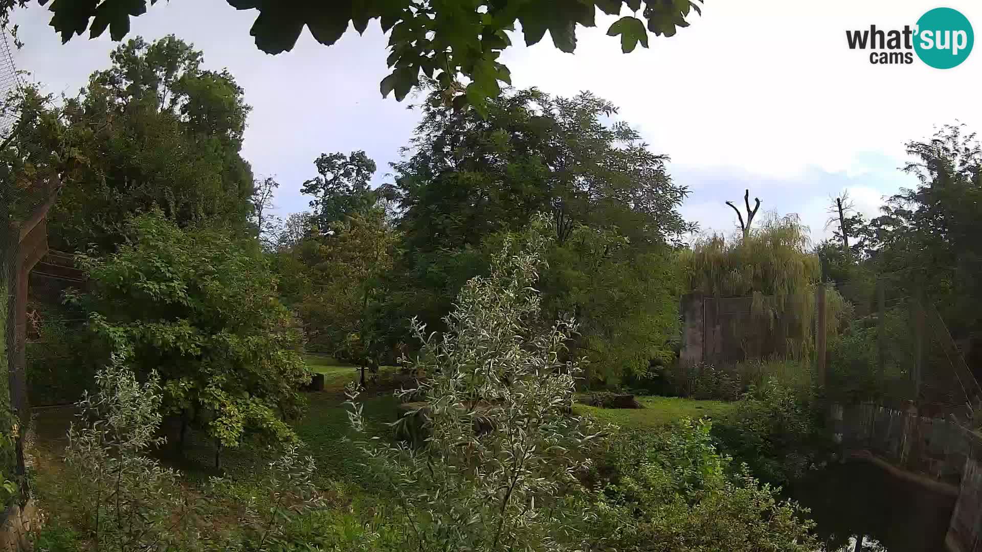 Zoo Zagreb – Lion