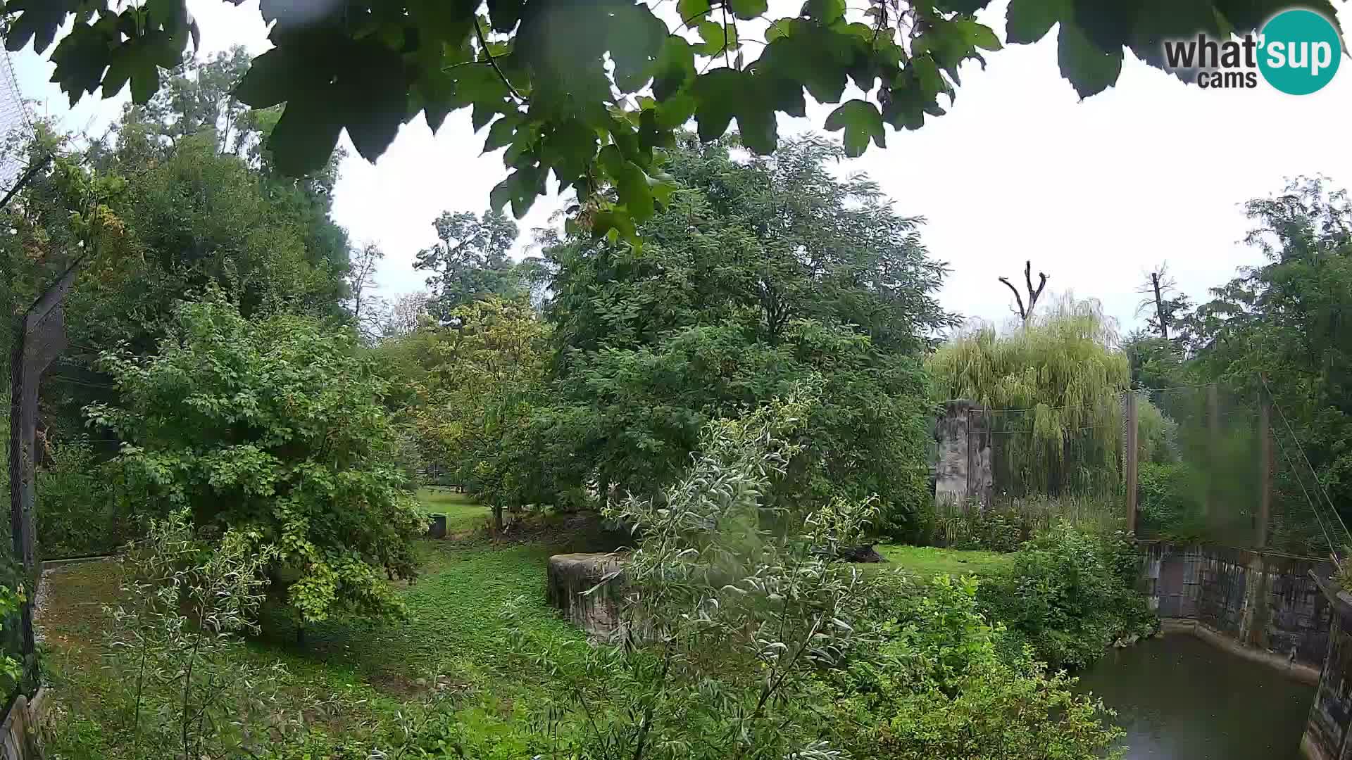 Zoo Zagreb – Lavovi