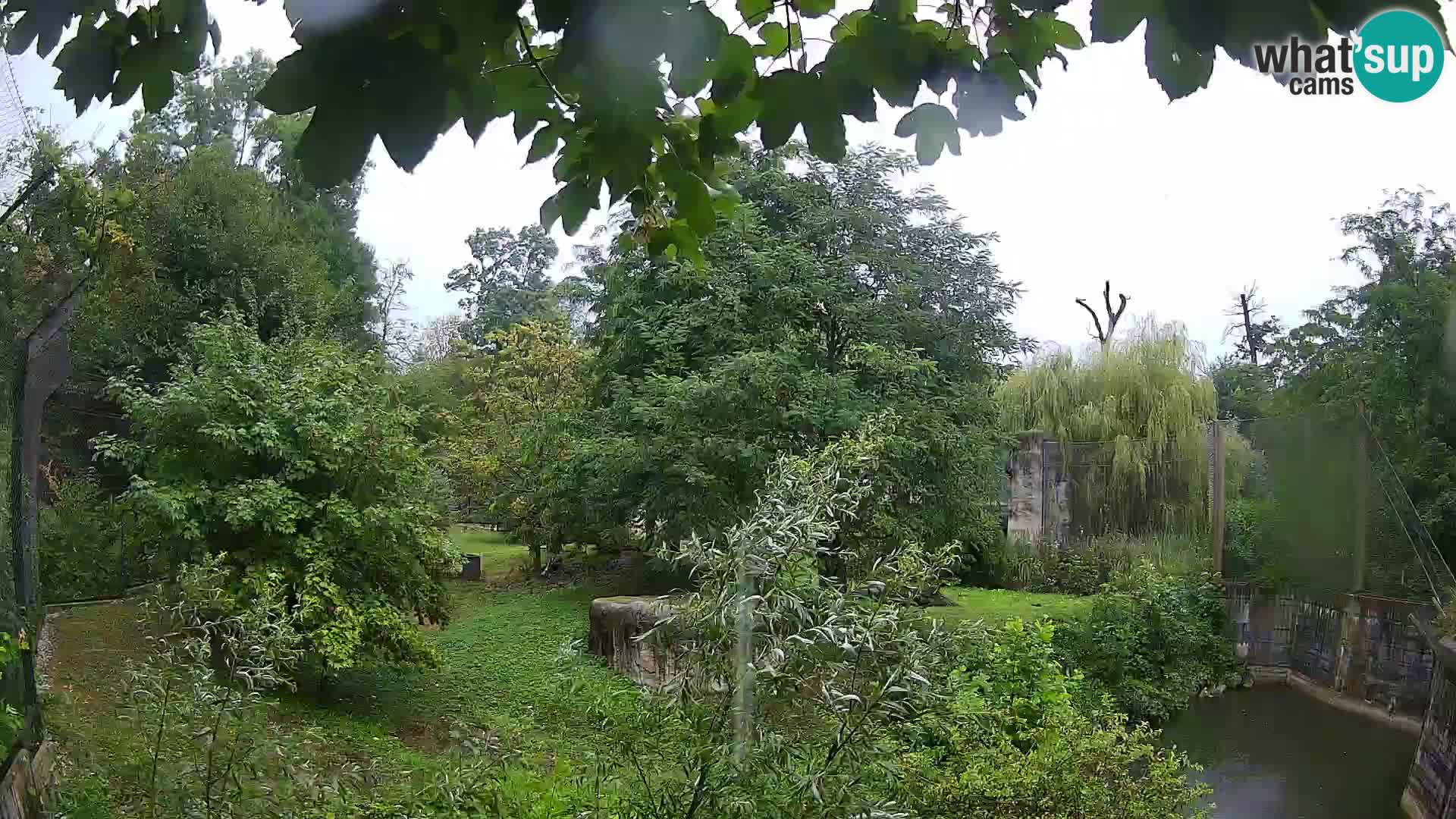Zoo Zagreb – Leoni