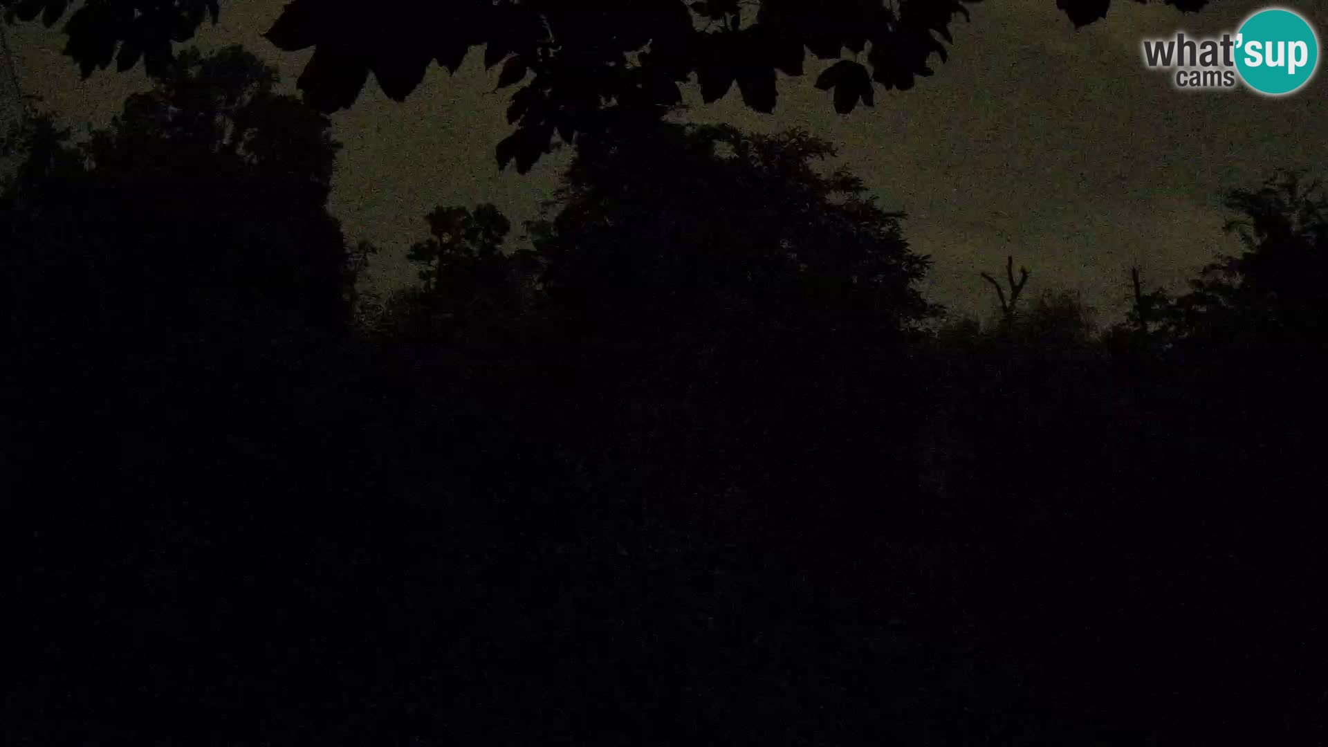 Spletna kamera Zoo Zagreb – Levi