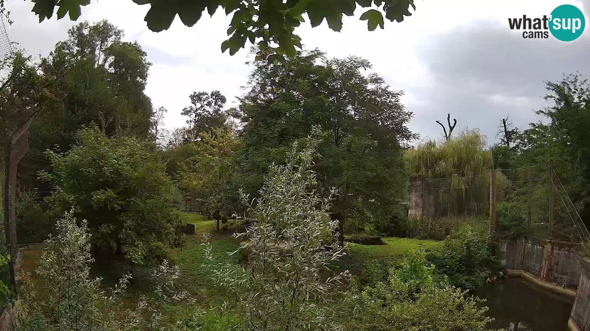Spletna kamera Zoo Zagreb – Levi