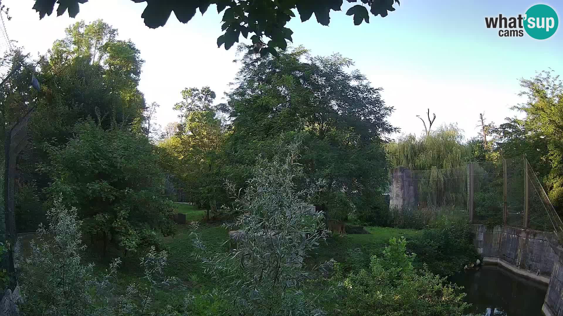 Zoo Zagreb – Lavovi