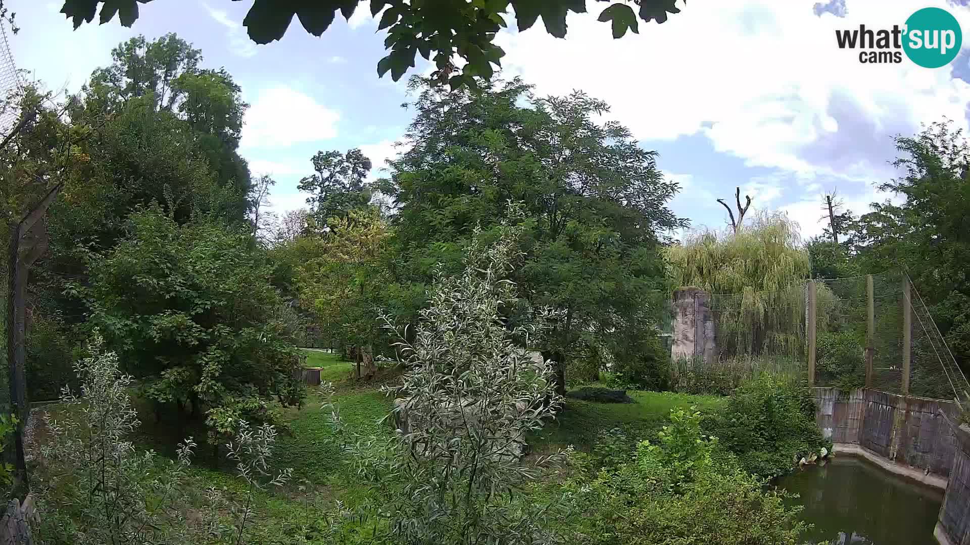 Zoo Zagreb – Löwen