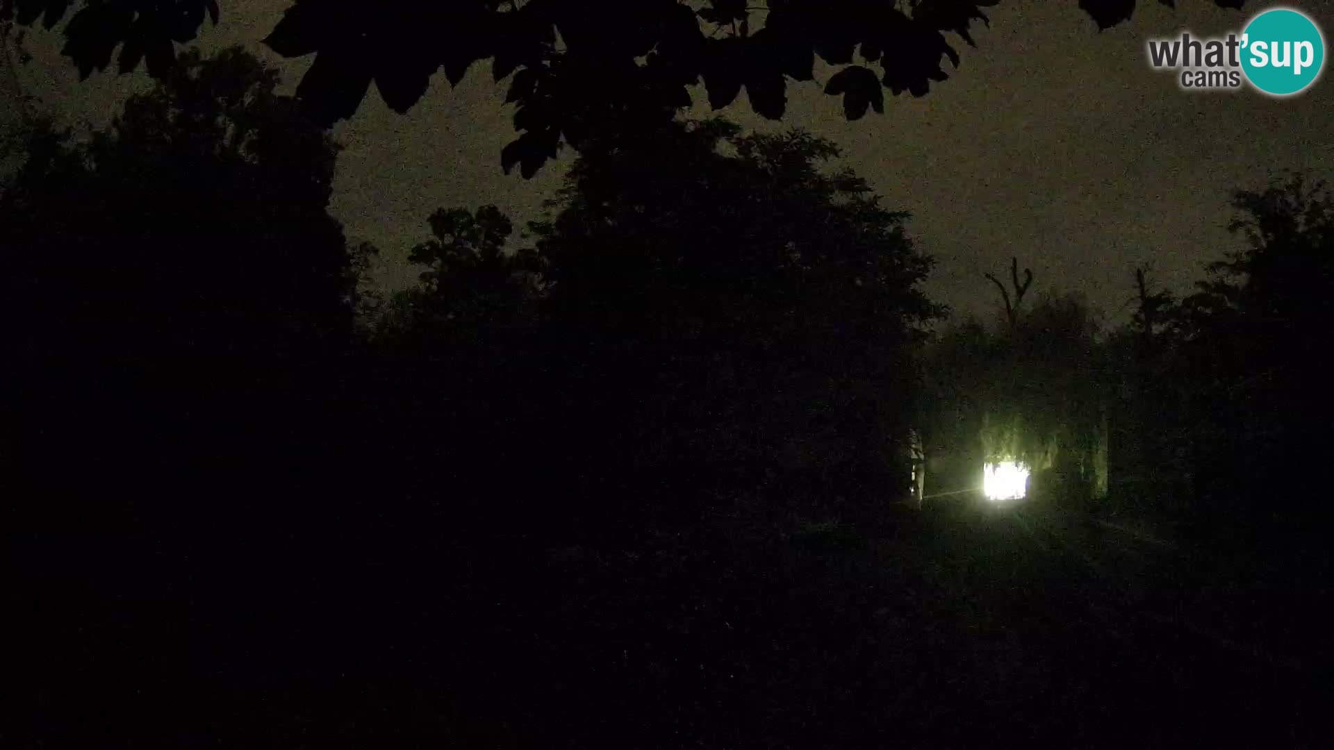 Spletna kamera Zoo Zagreb – Levi