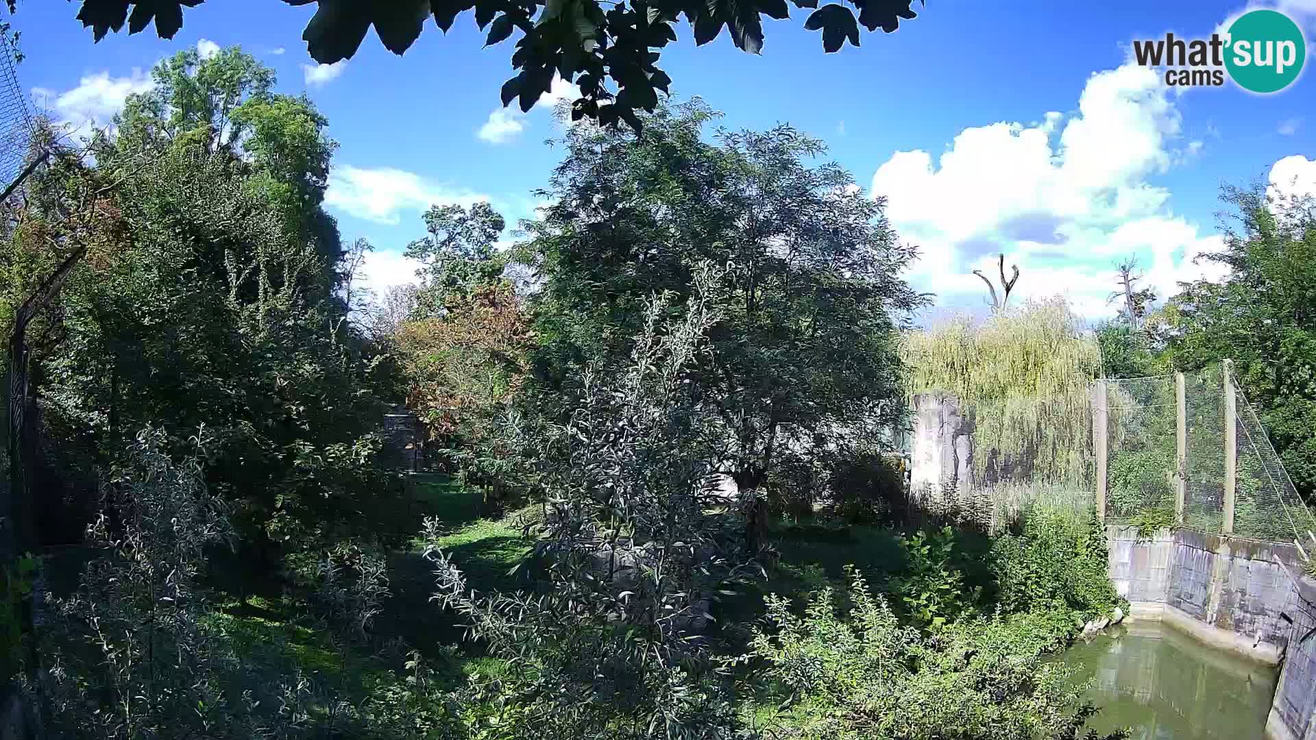 Spletna kamera Zoo Zagreb – Levi