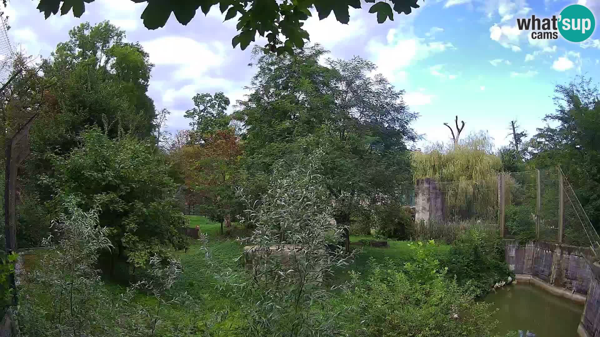 Zoo Zagreb – Löwen