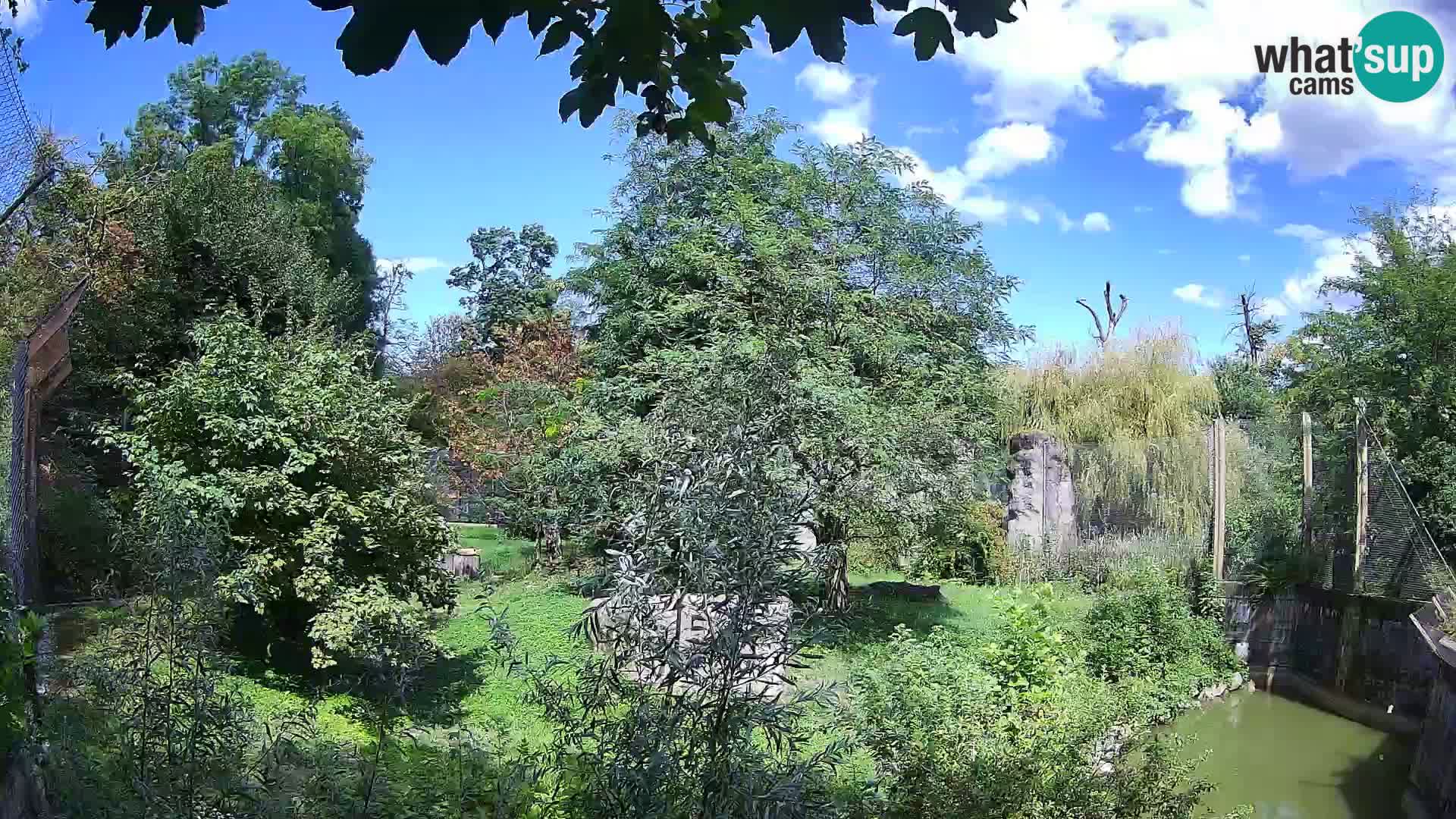 Zoo Zagreb – Lavovi