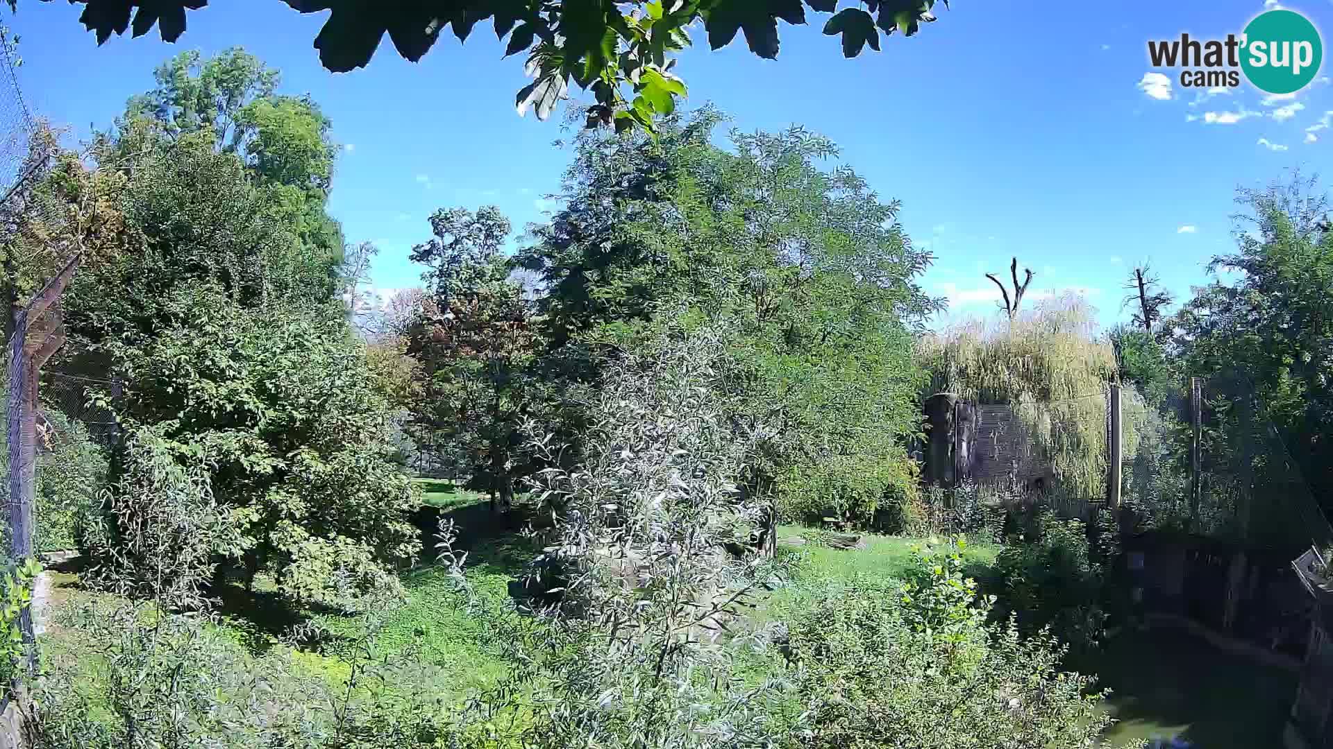 Spletna kamera Zoo Zagreb – Levi