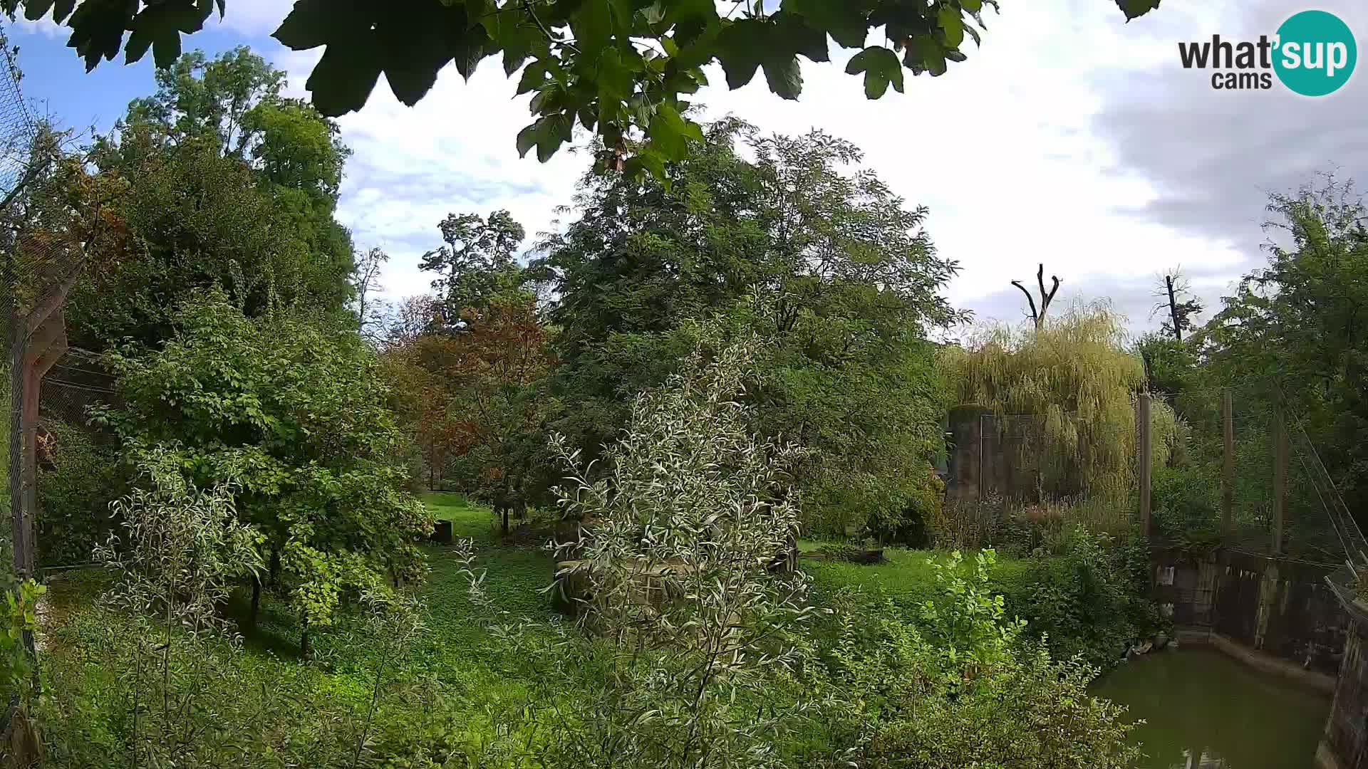 Zoo Zagreb – Lavovi