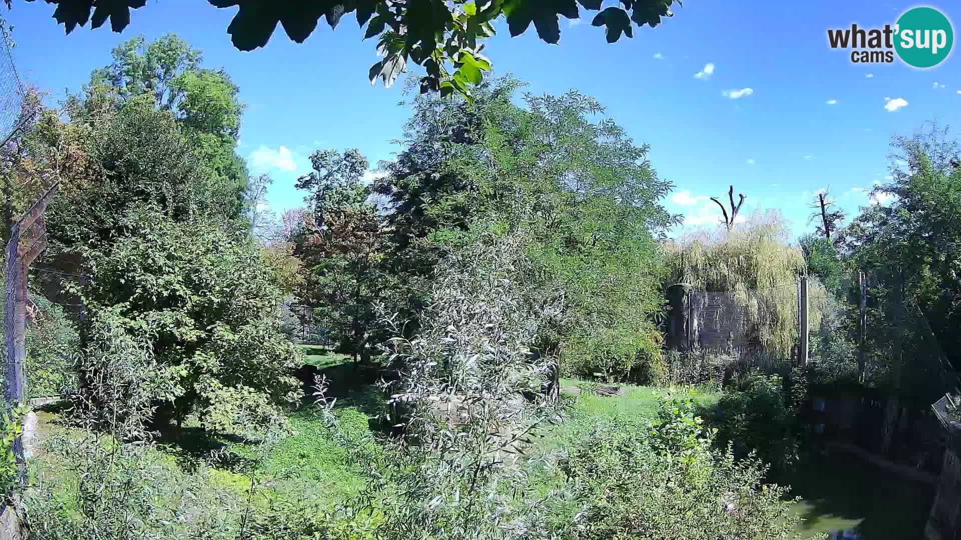 Zoo Zagreb – Löwen