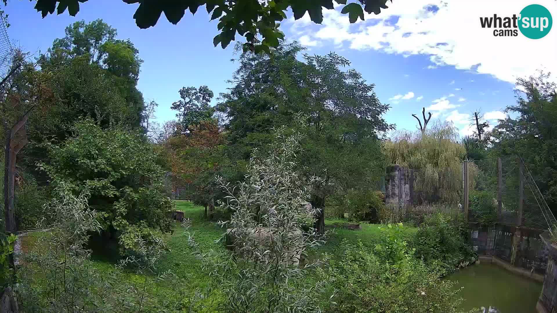 Zoo Zagreb – Leones