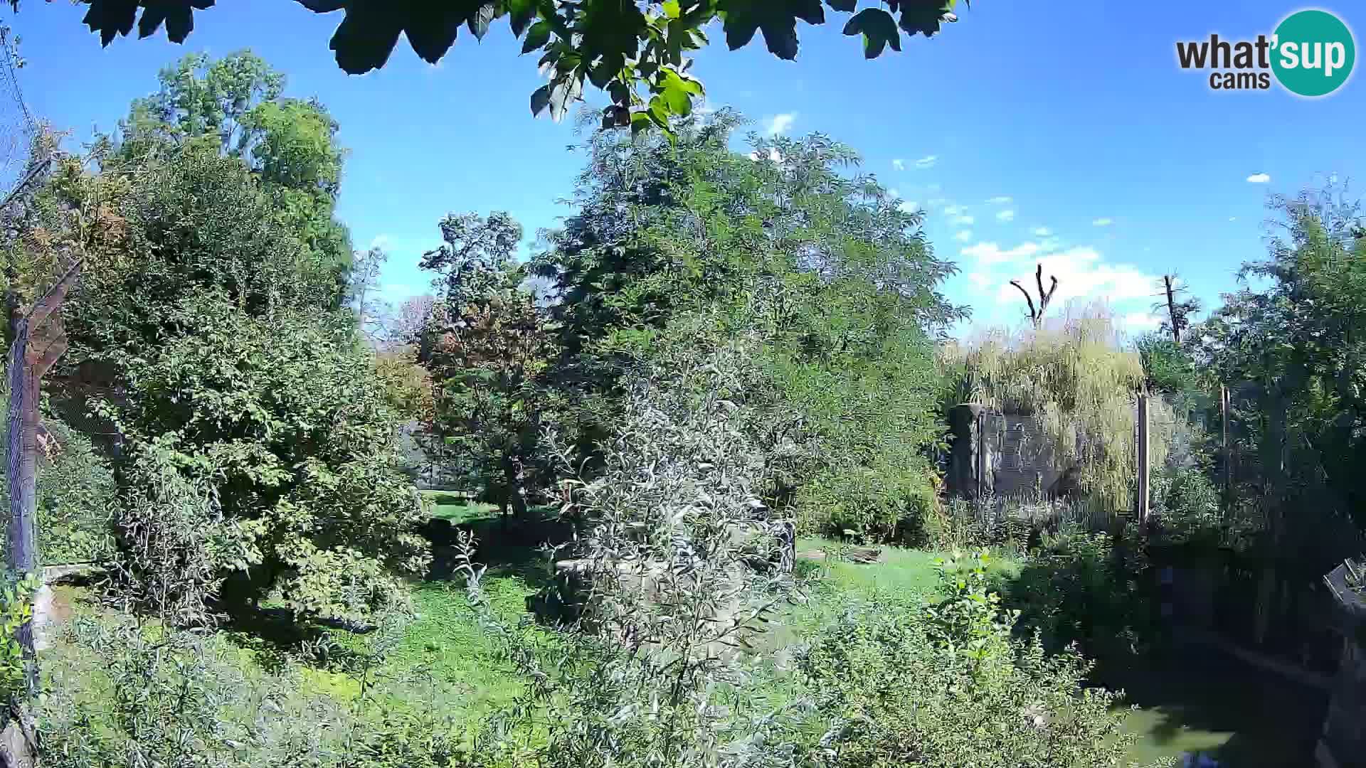 Zoo Zagreb – Leones