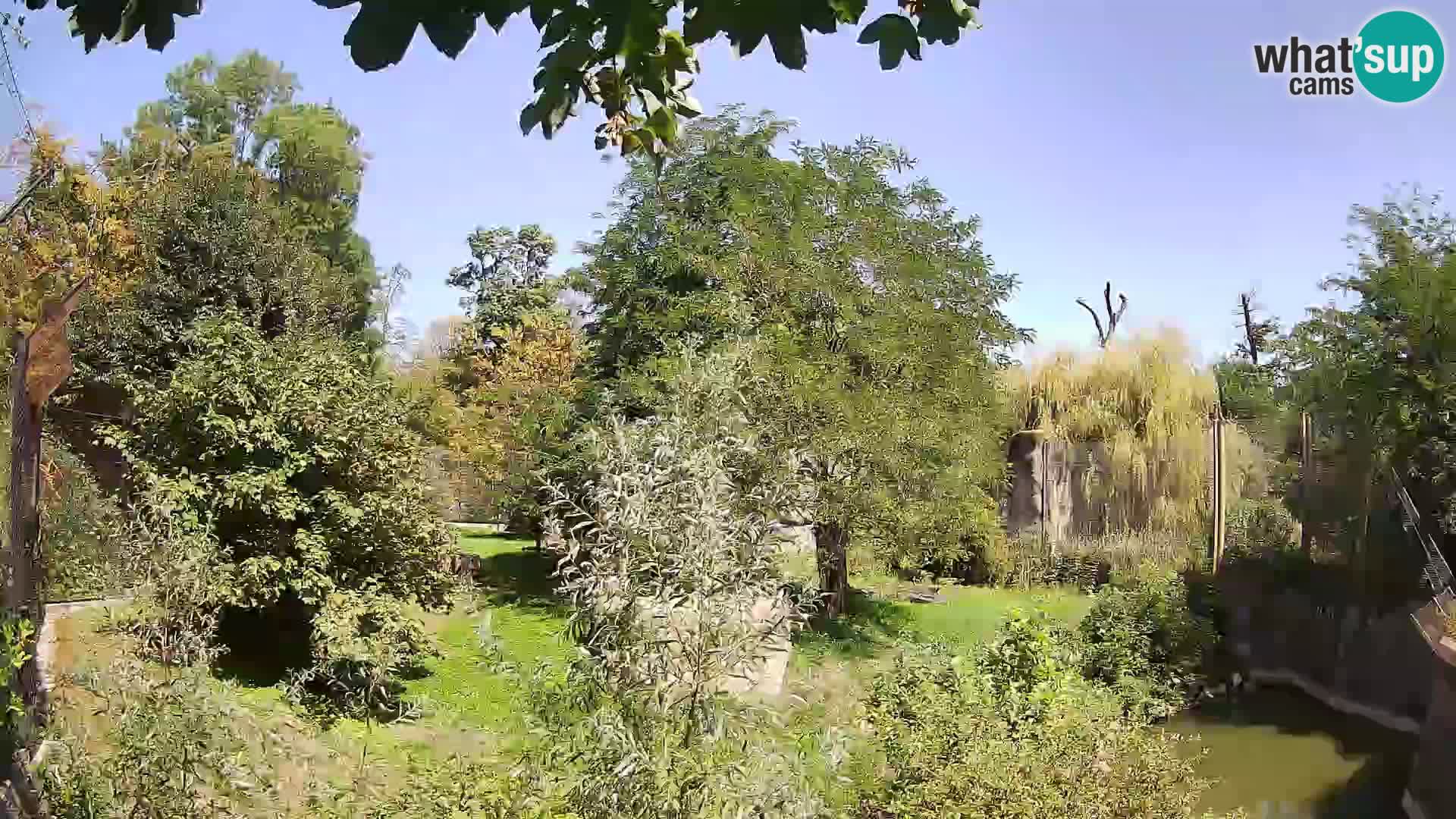 Spletna kamera Zoo Zagreb – Levi