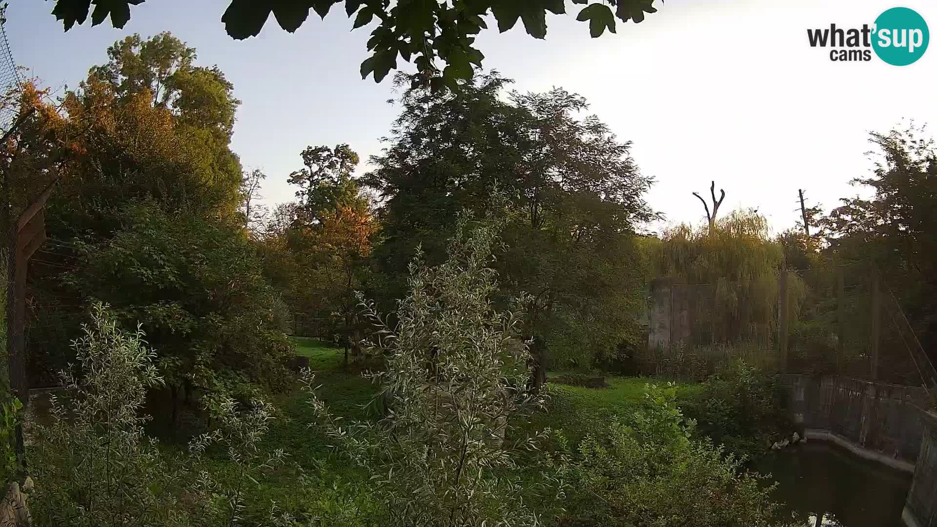 Zoo Zagreb – Lion