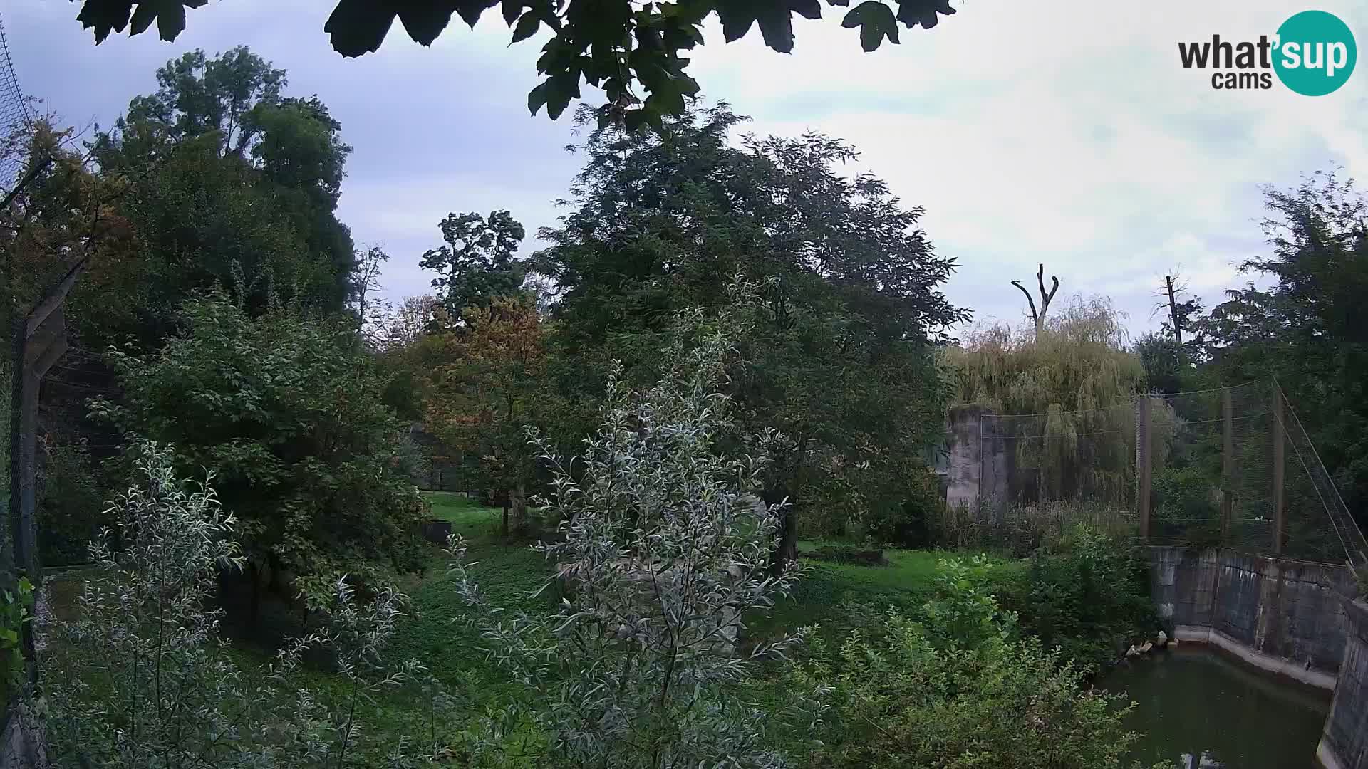 Spletna kamera Zoo Zagreb – Levi