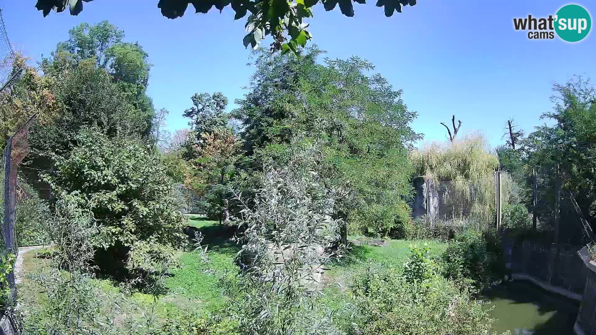 Zoo Zagreb – Lion