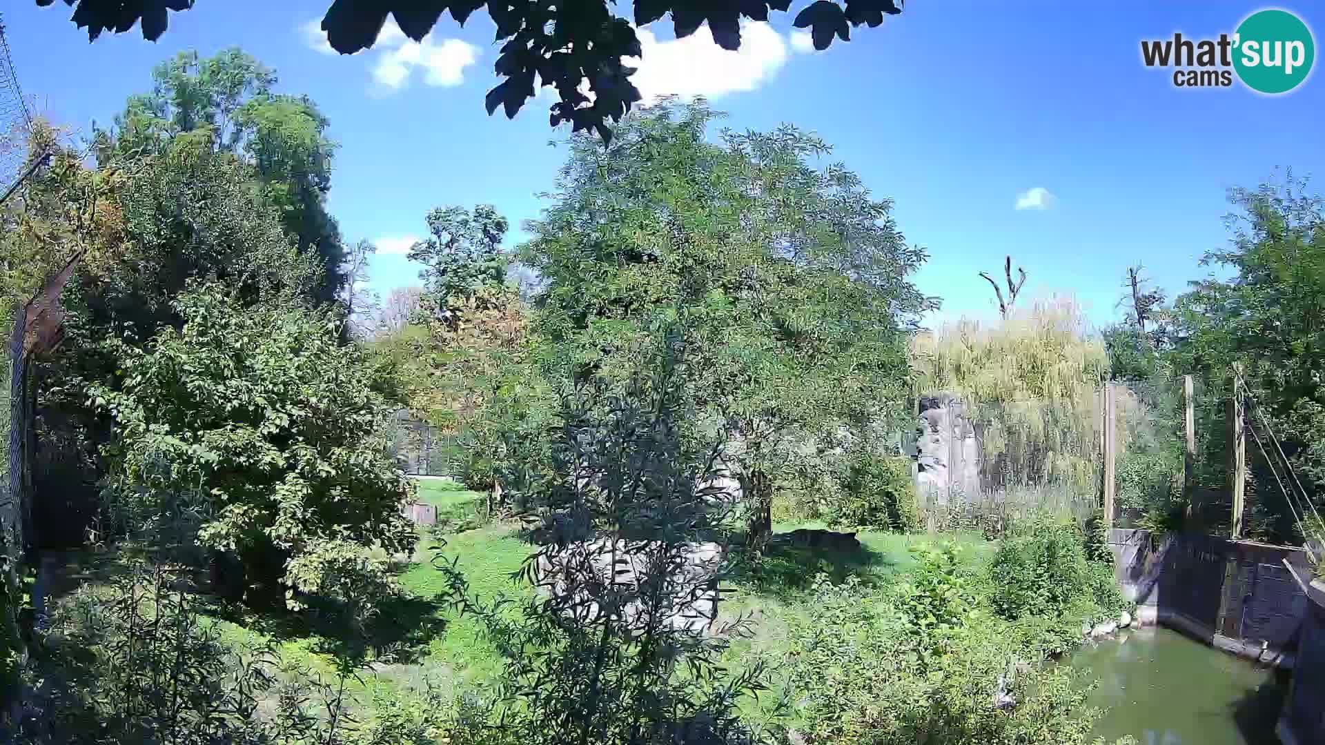 Spletna kamera Zoo Zagreb – Levi