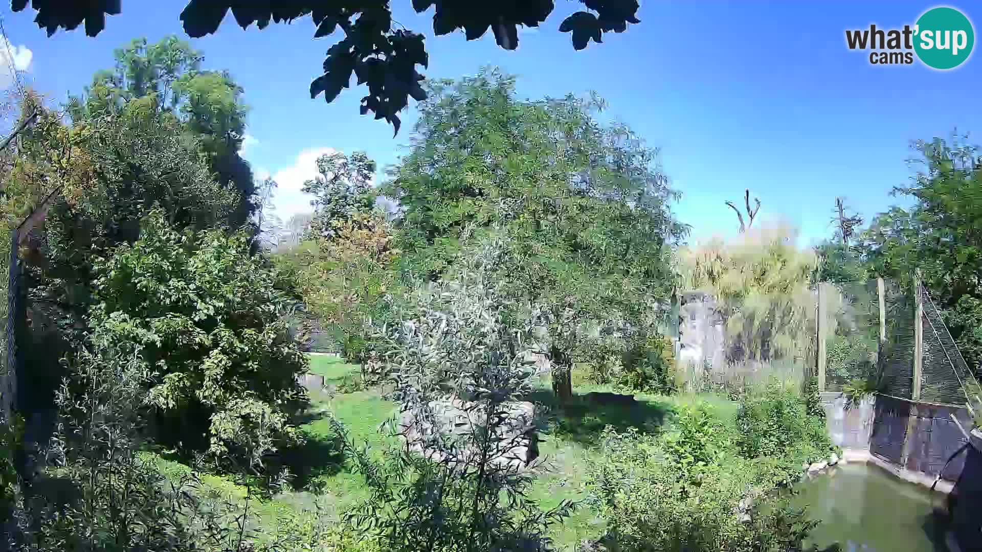 Spletna kamera Zoo Zagreb – Levi