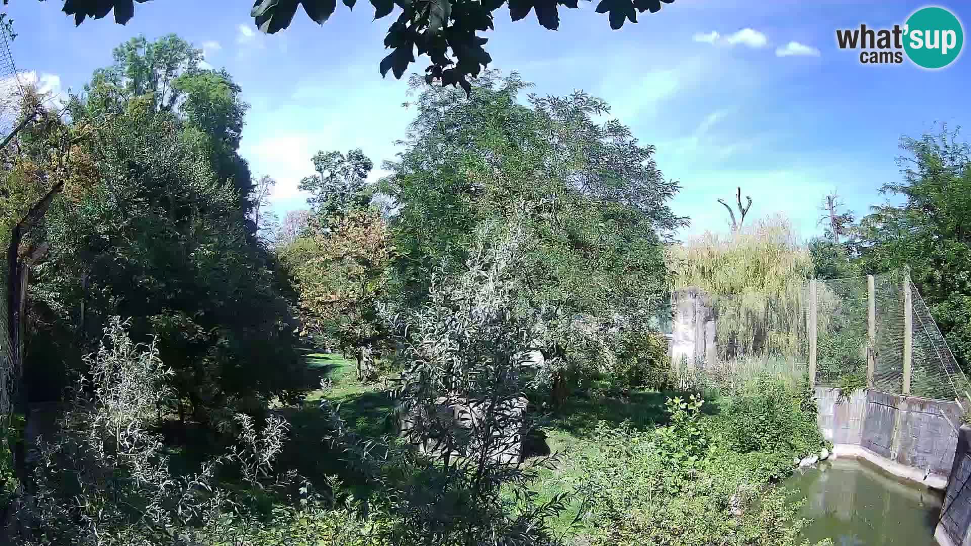Zoo Zagreb – Lion