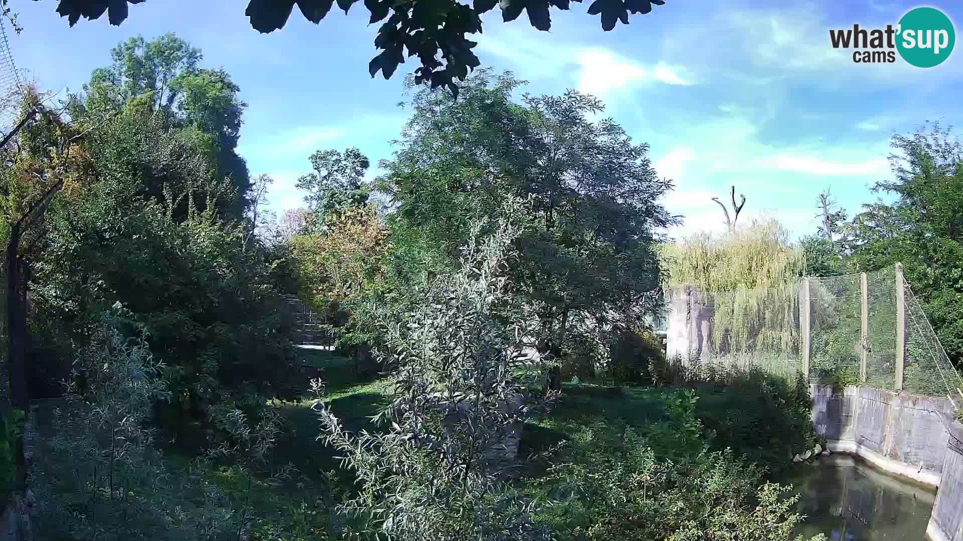 Spletna kamera Zoo Zagreb – Levi