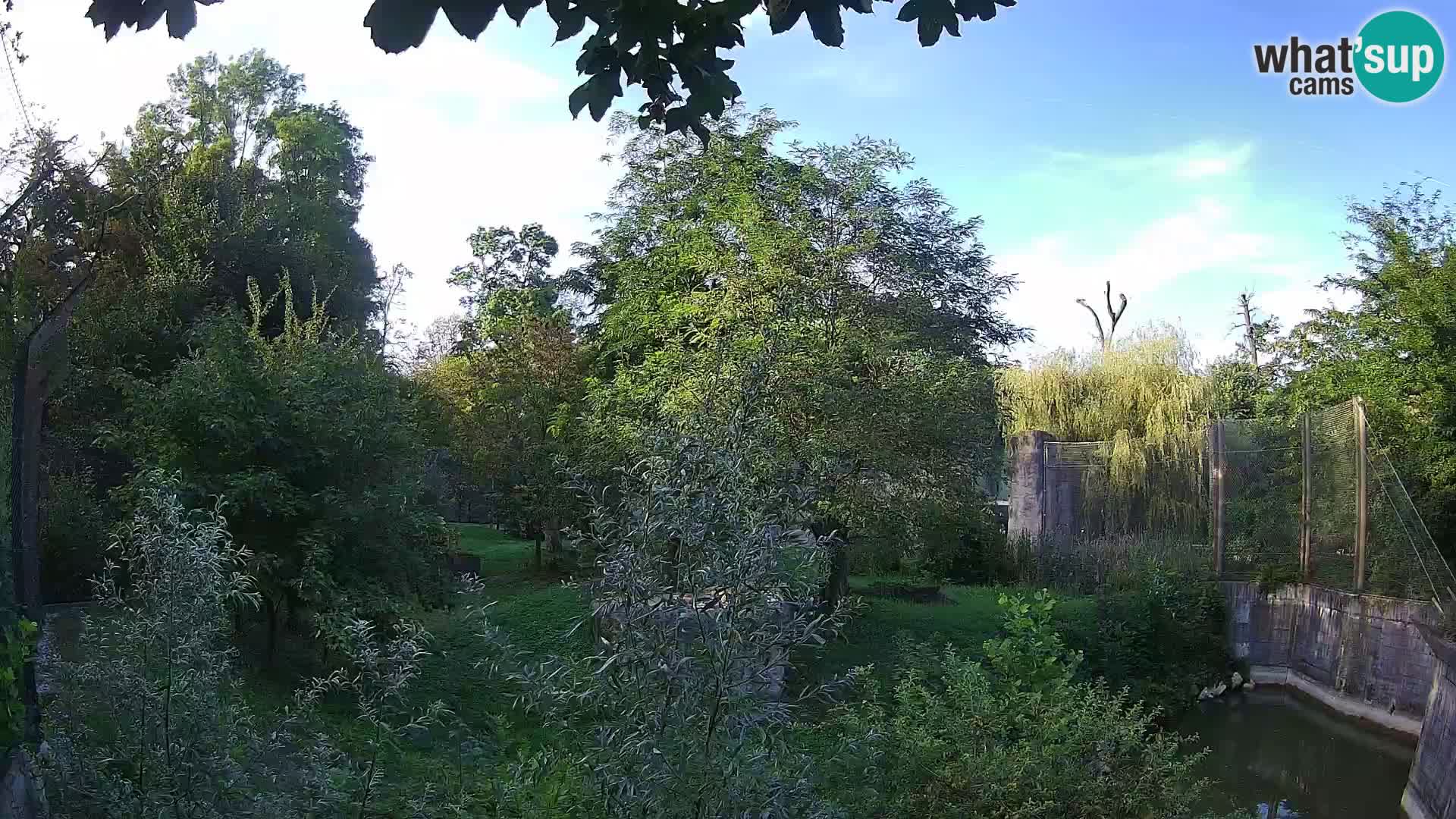 Zoo Zagreb – Löwen