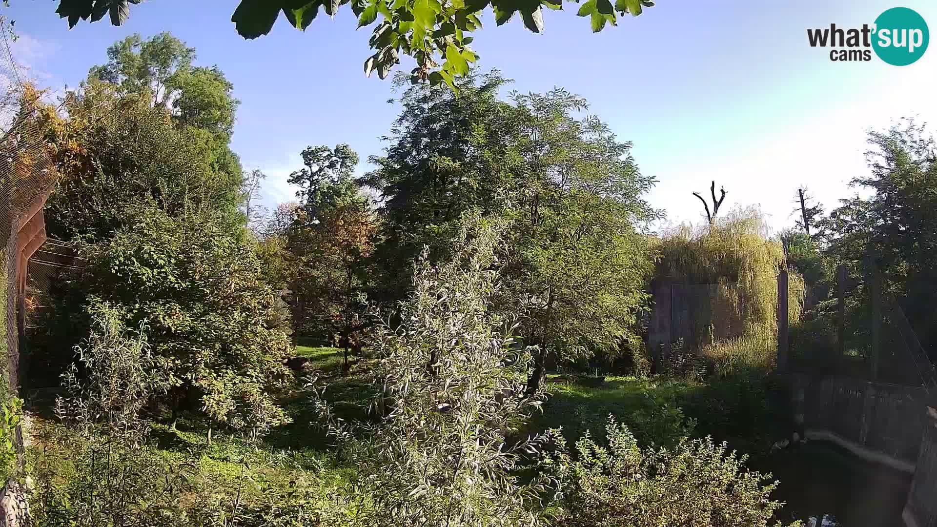 Zoo Zagreb – Leones