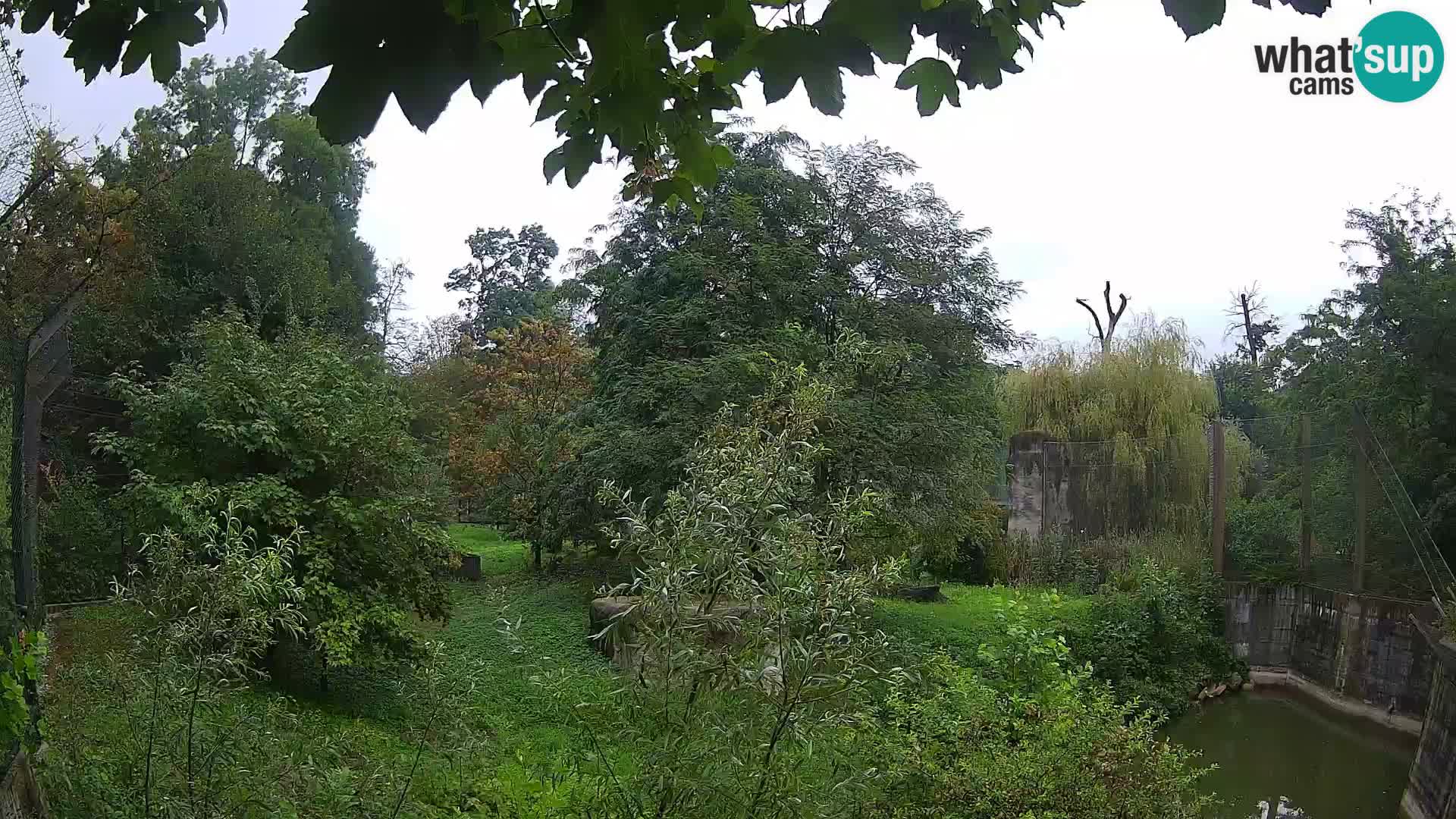 Zoo Zagreb – Löwen
