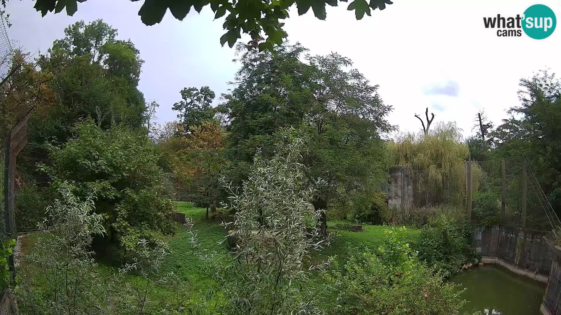 Zoo Zagreb – Leones