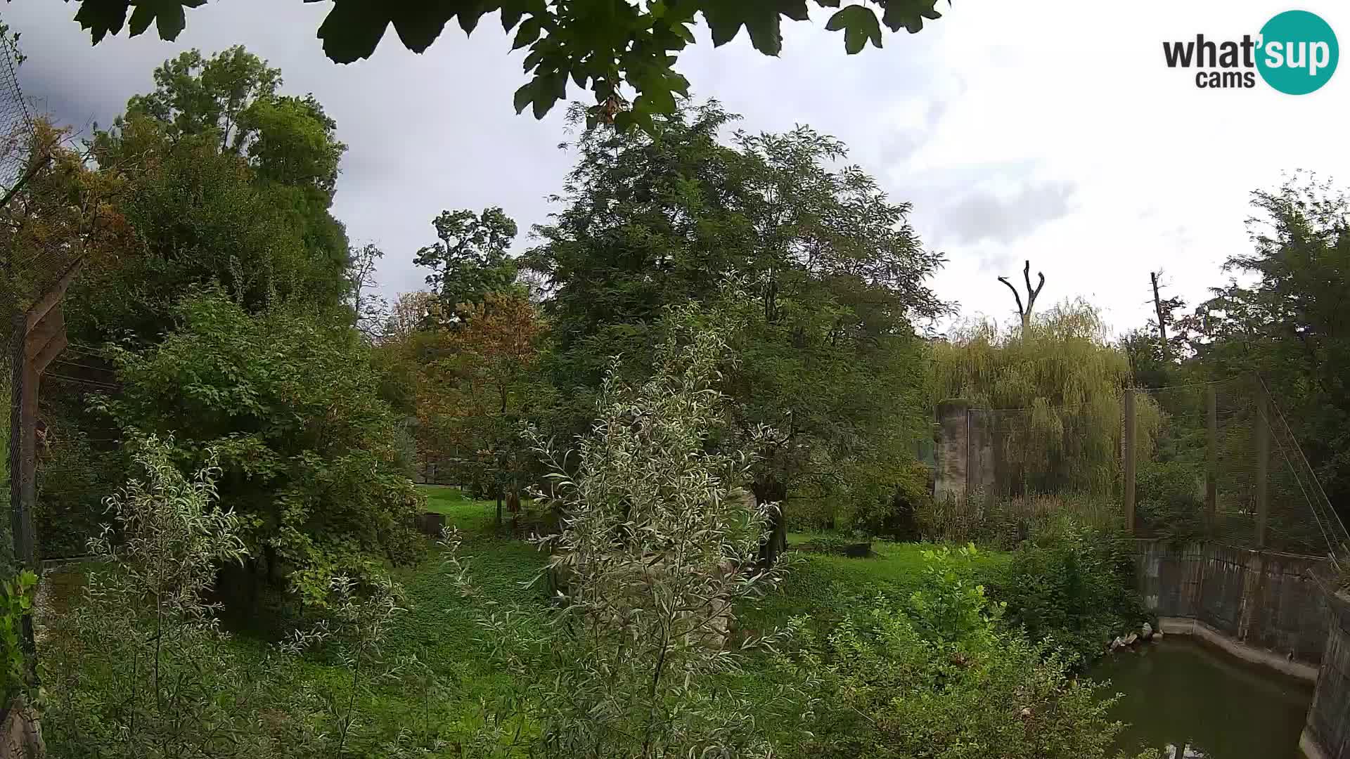 Spletna kamera Zoo Zagreb – Levi