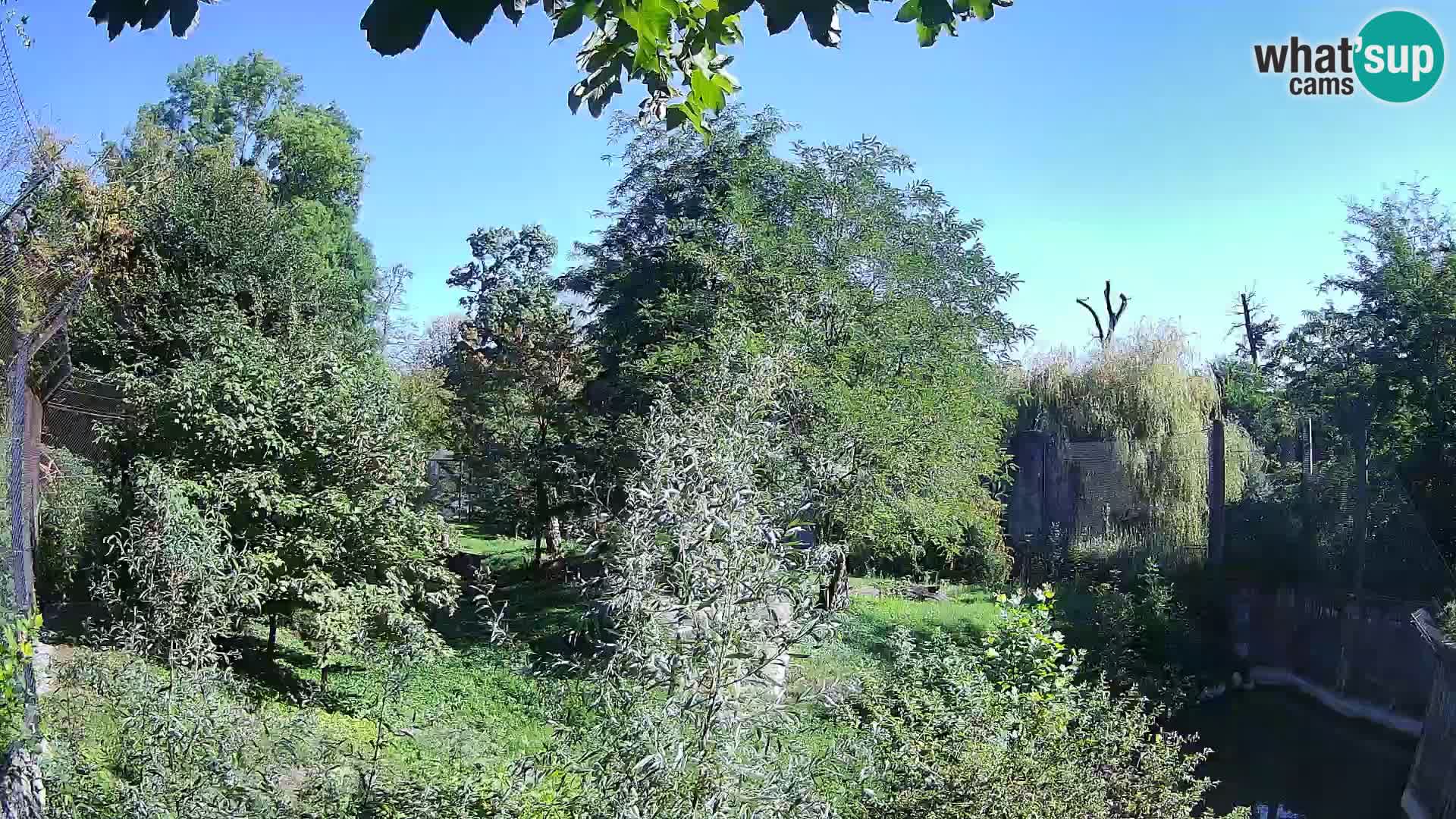 Zoo Zagreb – Löwen