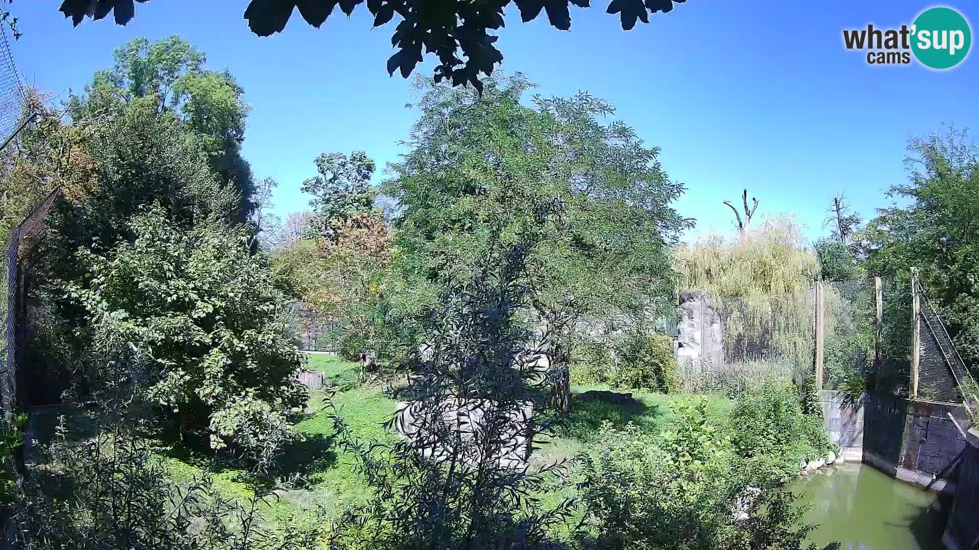 Zoo Zagreb – Lavovi