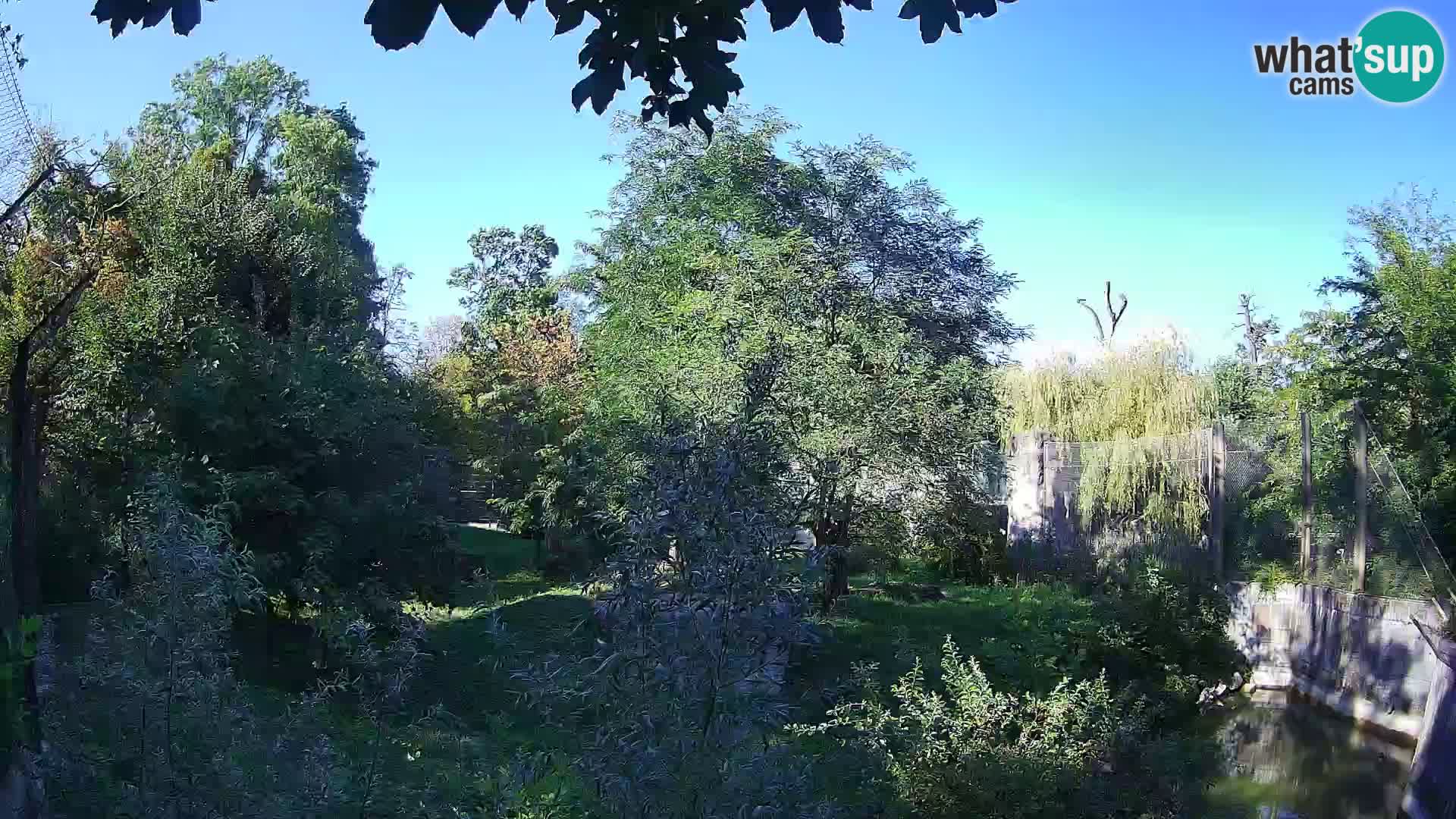 Zoo Zagreb – Lavovi