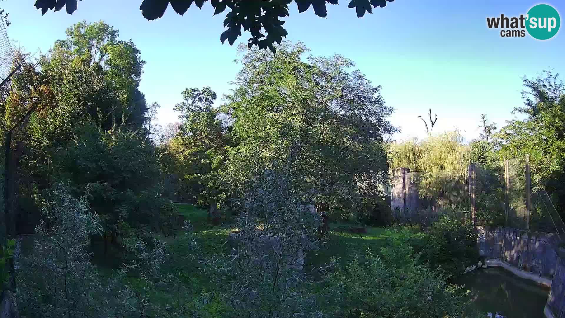 Zoo Zagreb – Lavovi
