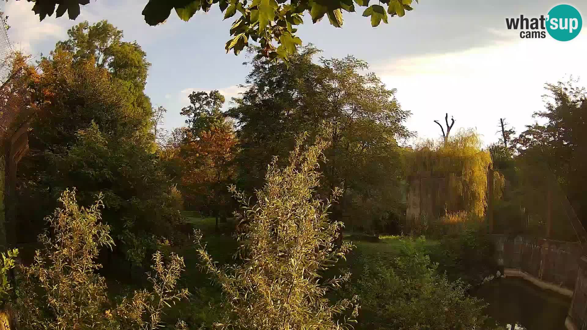 Zoo Zagreb – Leones
