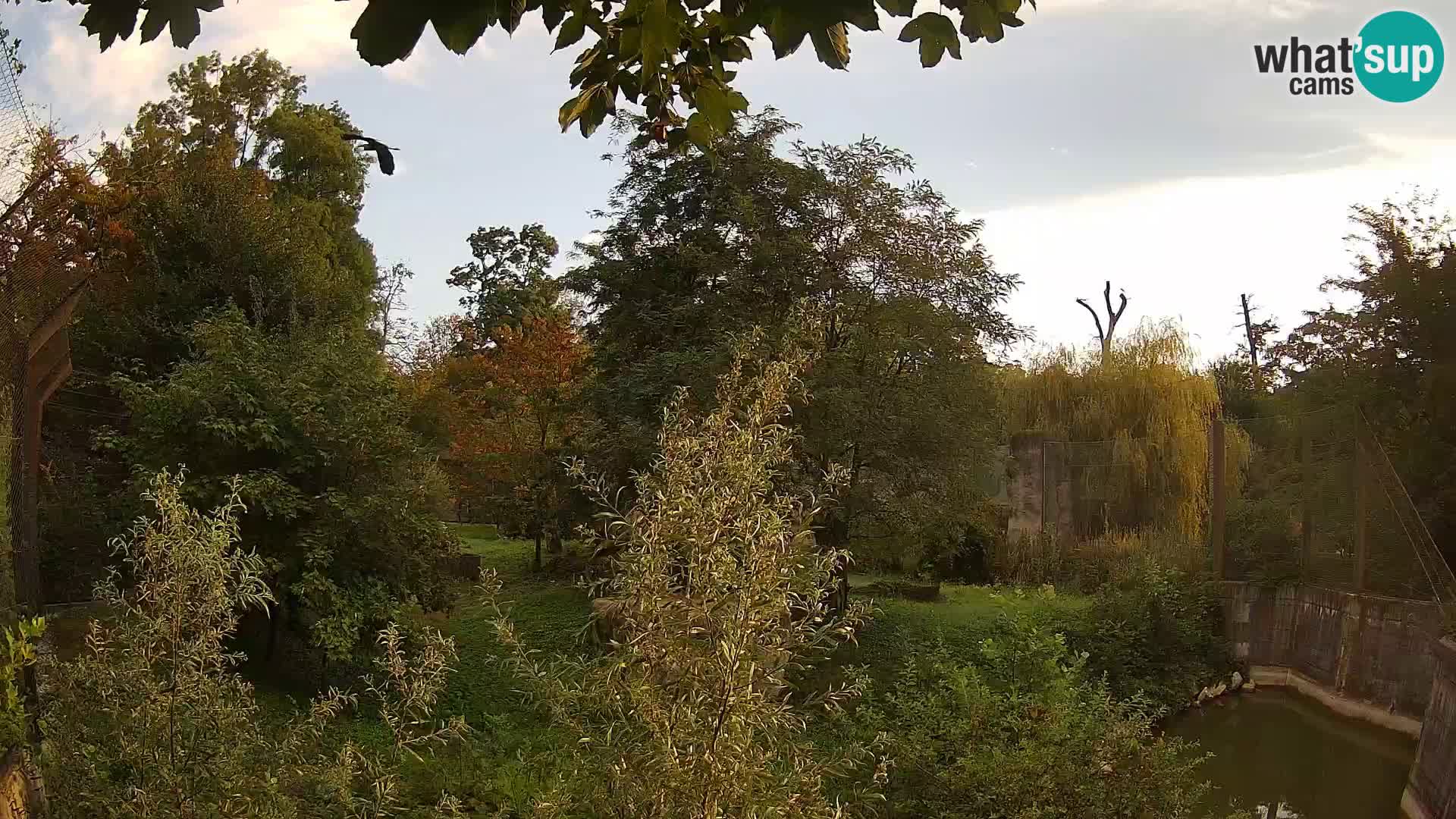 Spletna kamera Zoo Zagreb – Levi