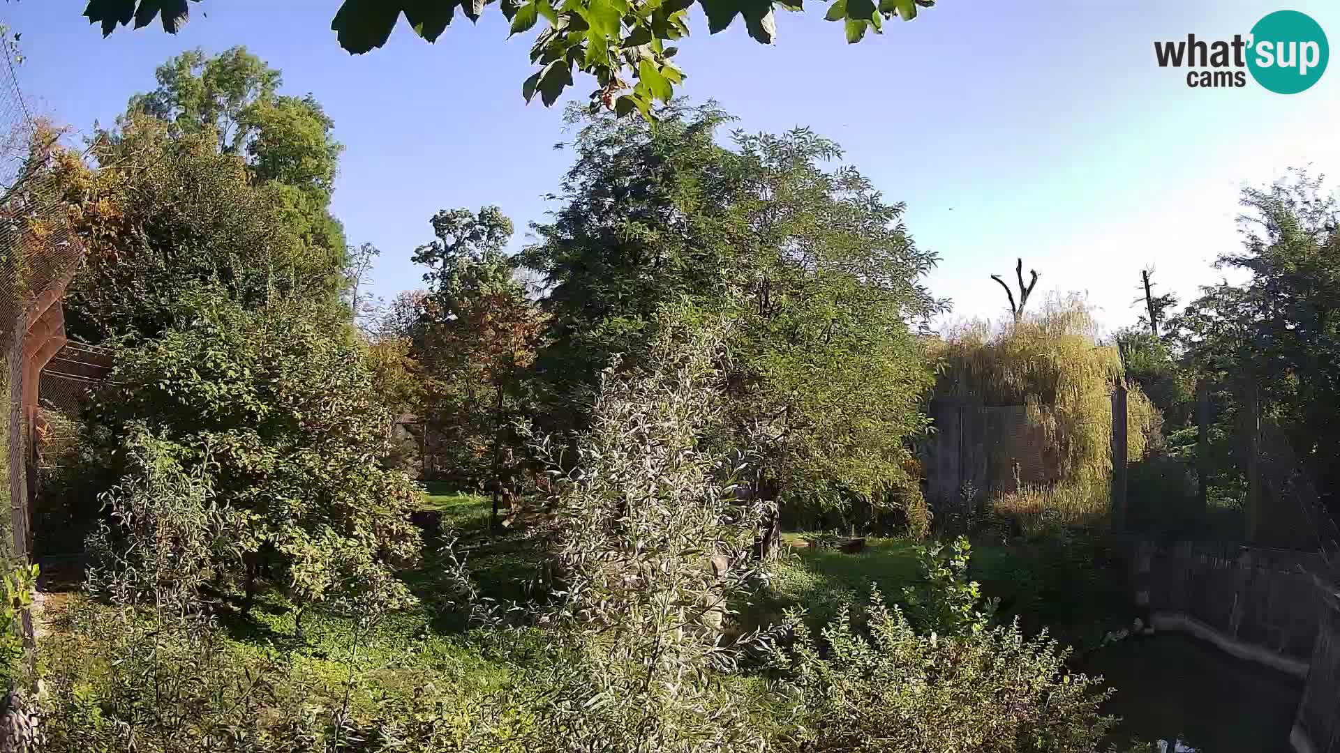 Zoo Zagreb – Lion
