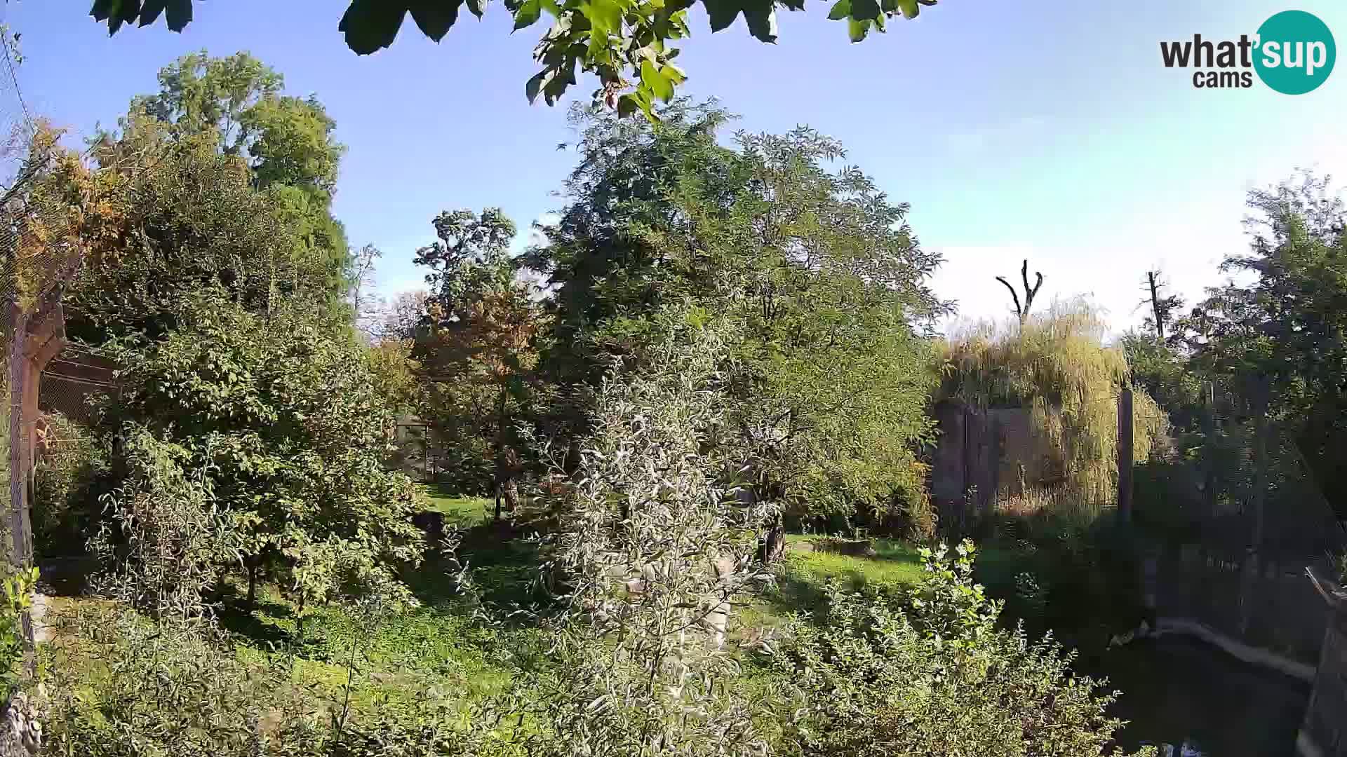 Zoo Zagreb – Lion