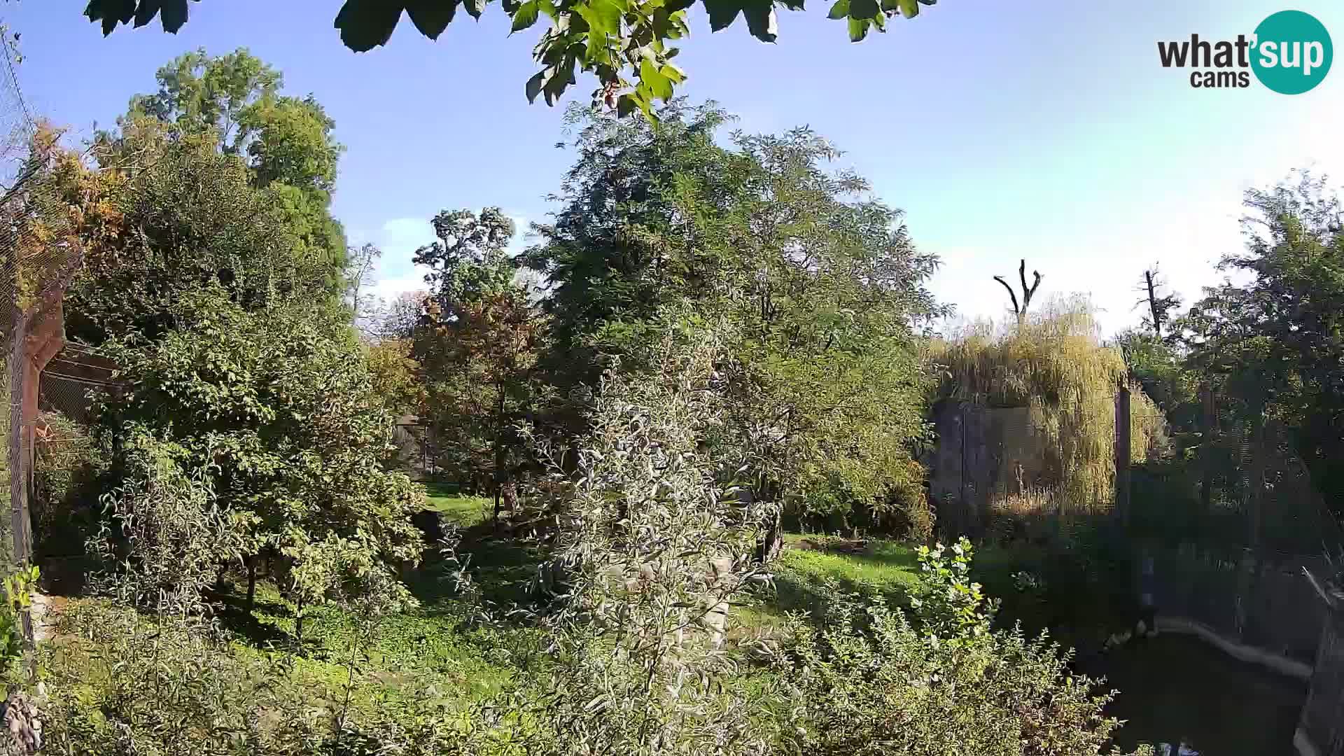 Zoo Zagreb – Löwen