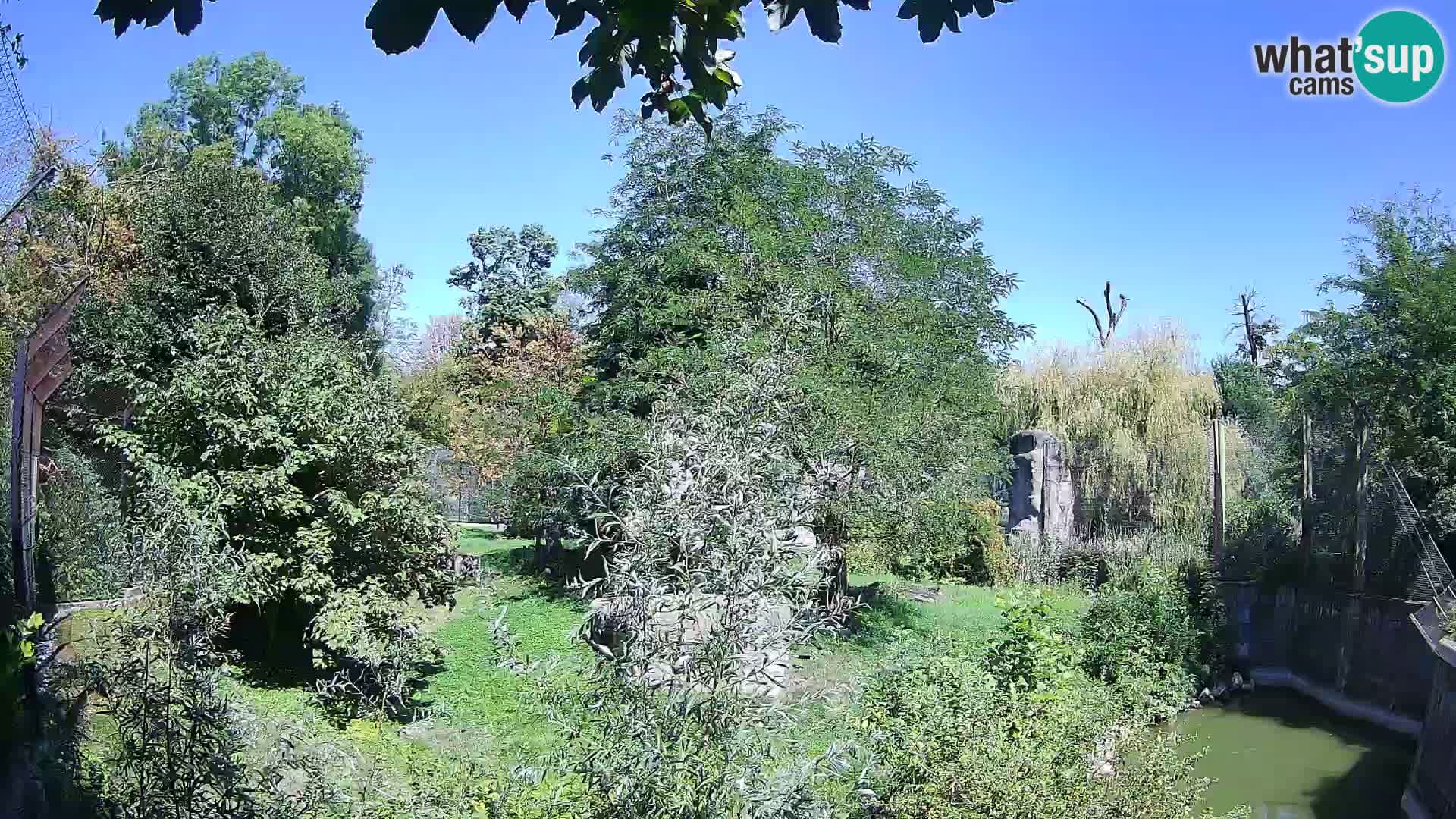 Spletna kamera Zoo Zagreb – Levi