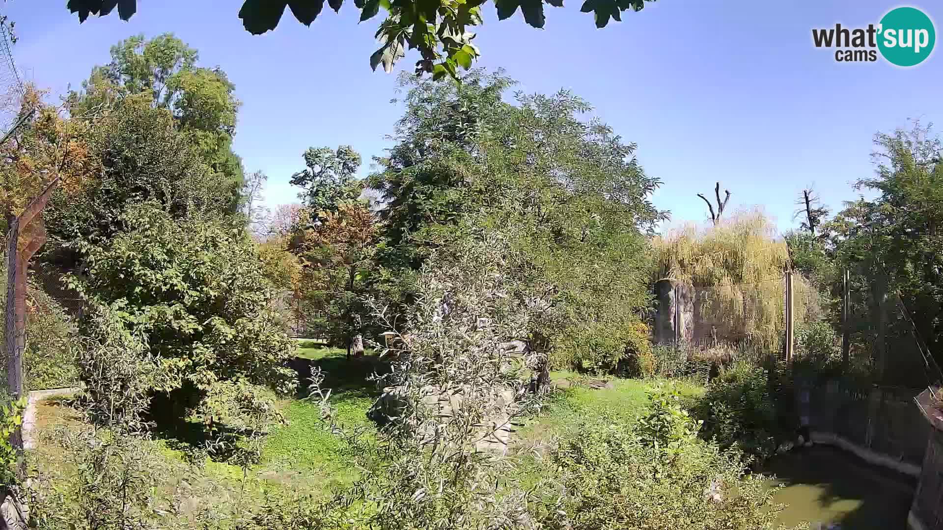 Zoo Zagreb – Lion