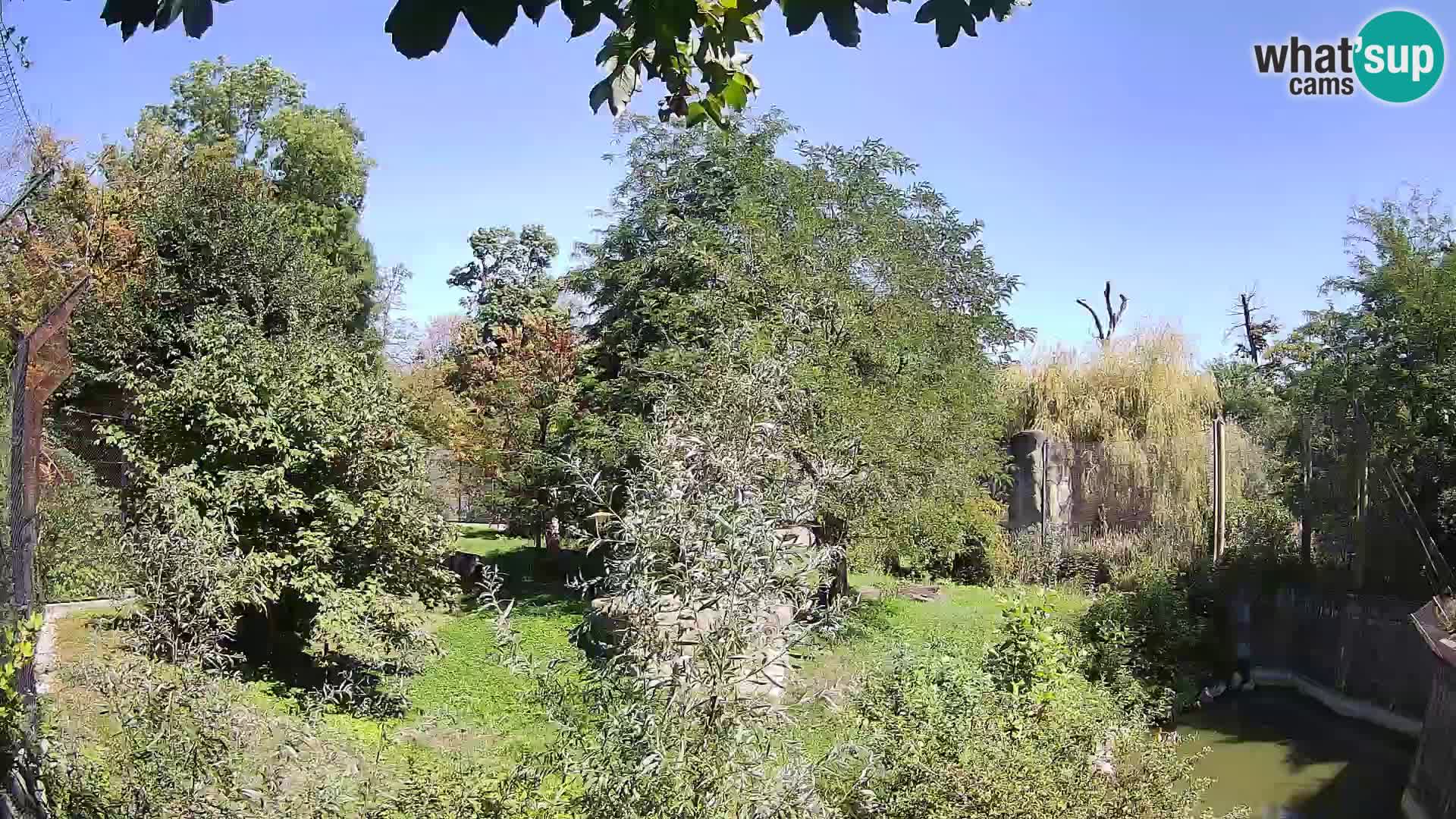 Zoo Zagreb – Leones