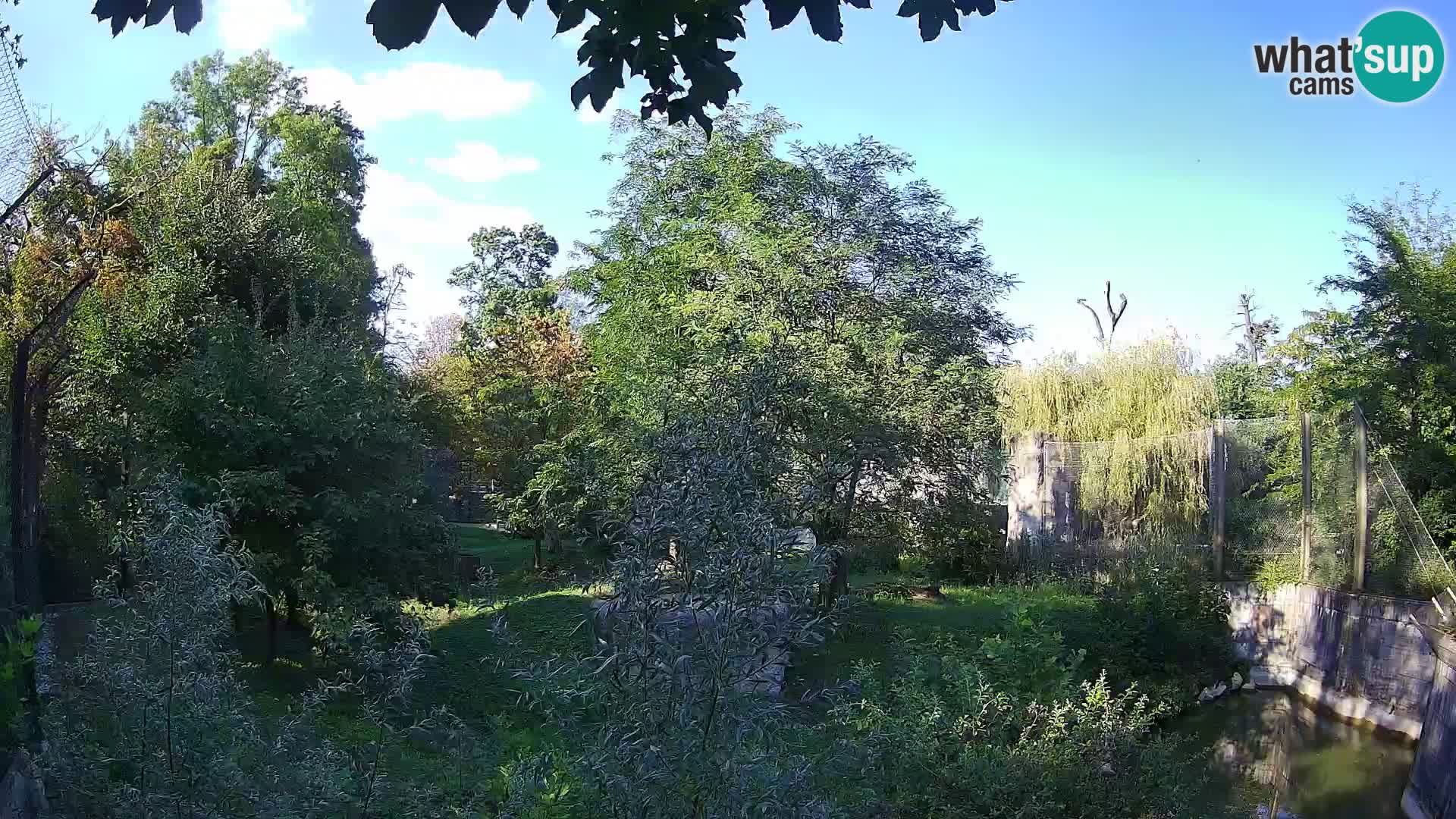 Spletna kamera Zoo Zagreb – Levi
