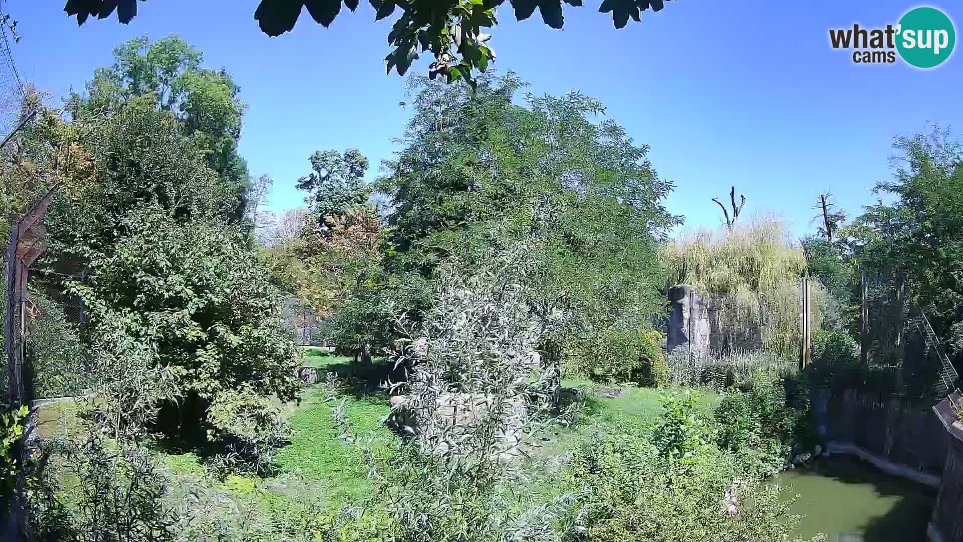 Zoo Zagreb – Löwen